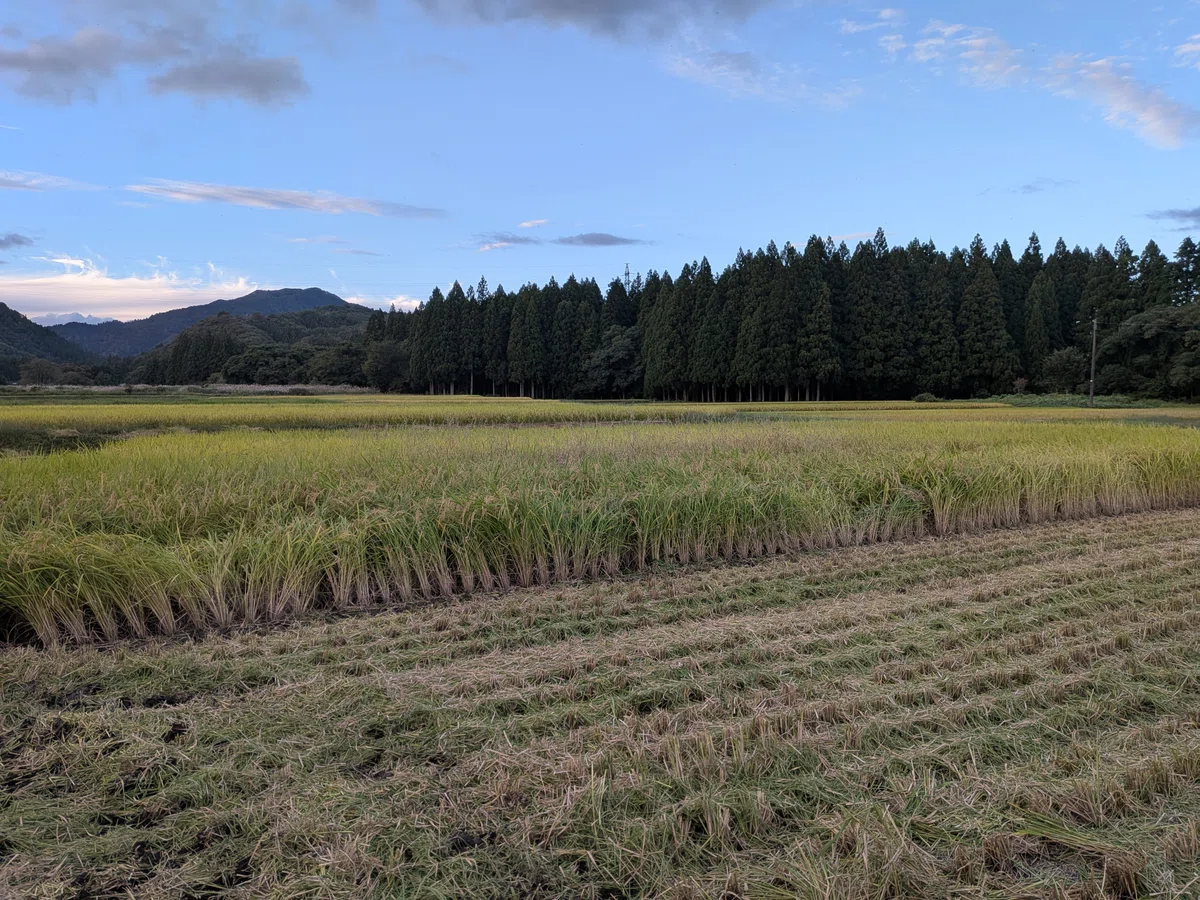 Rice harvesting has begun. Paddy Swarm will slow down a little｜yuki
