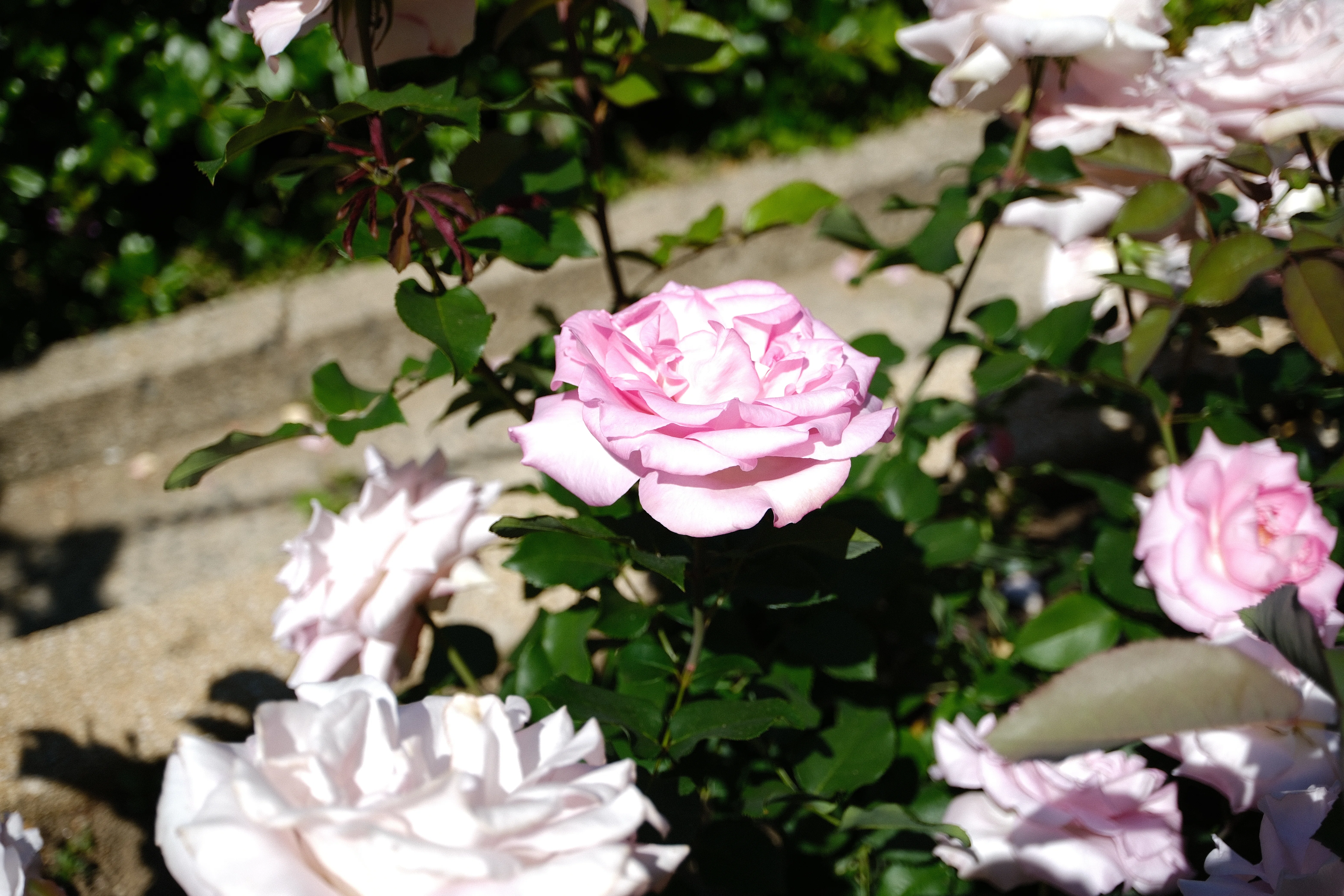 薔薇 Rose Garden F4 33.3x24.2cm 一点物 📷X-T30III × 🌹Nakanoshima Rose Garden | 🇫🇷Gille de Brissac