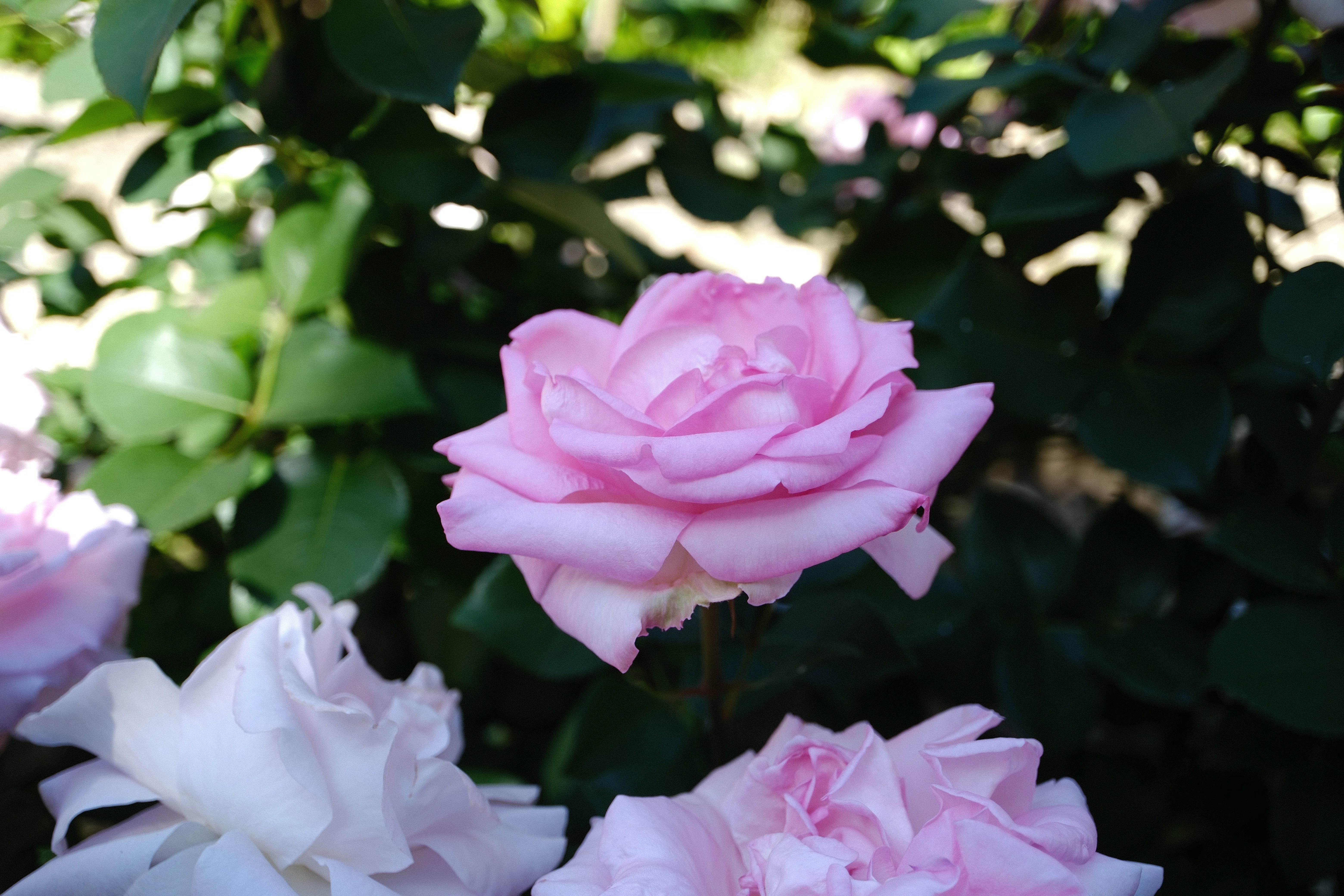 📷X-T30III × 🌹Nakanoshima Rose Garden | 🇫🇷Gille de Brissac