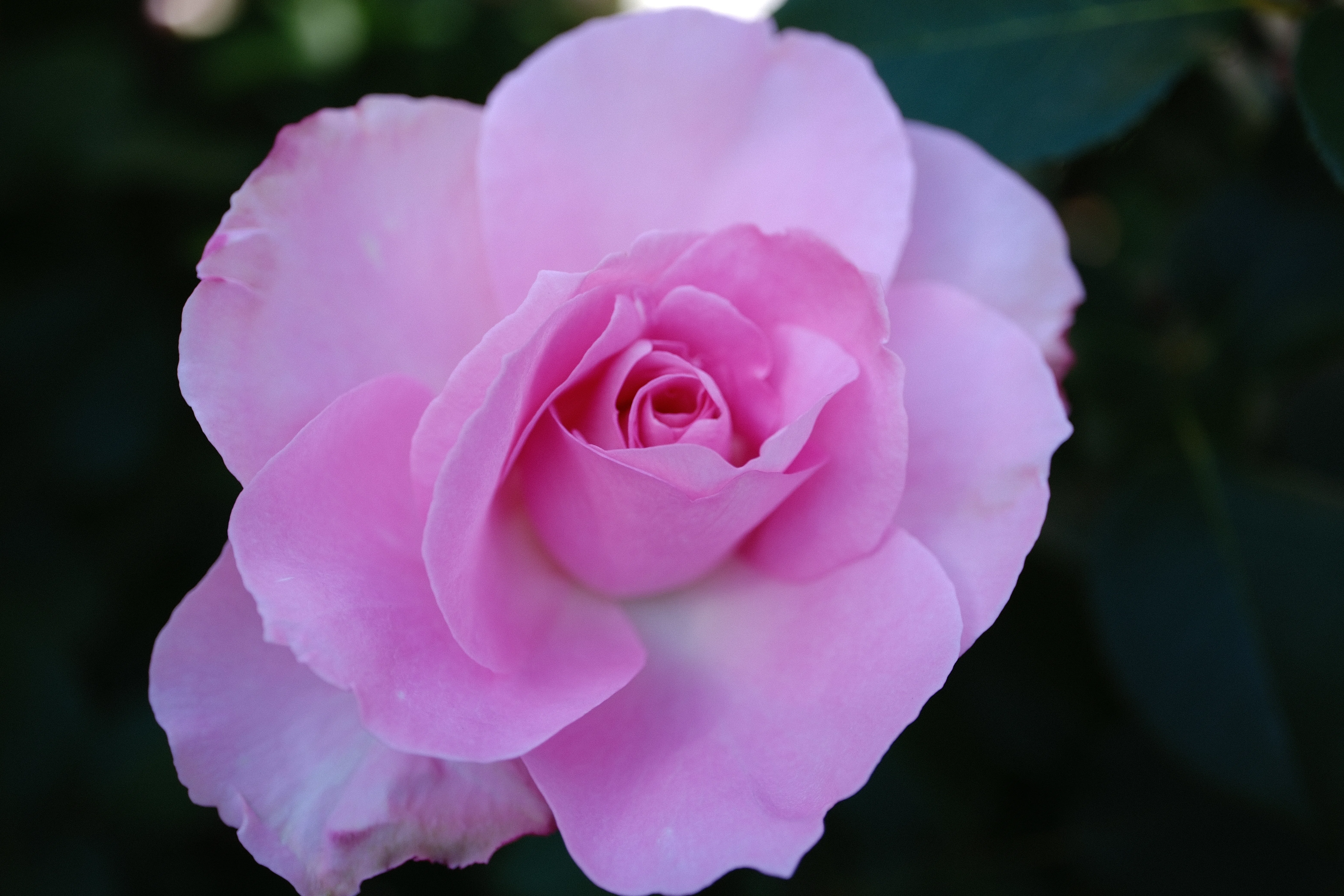 📷X-T30III × 🌹中之島バラ園 ｜ 🇫🇷ジル・ドゥ・ブリザック（Gille