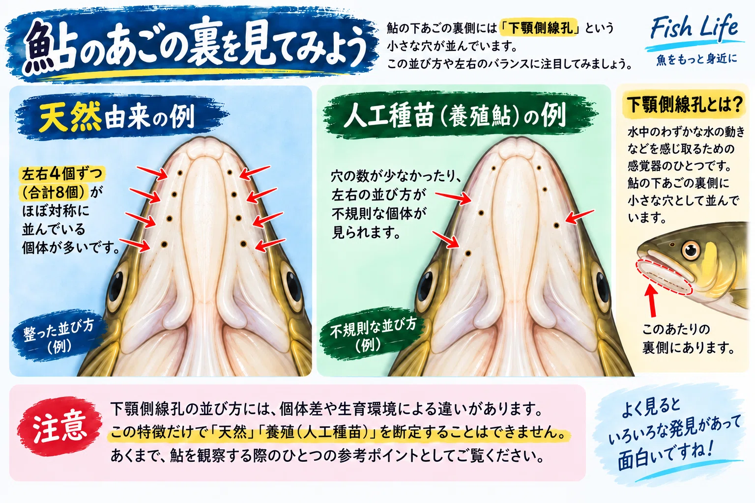 鮎って見分けられる？ 天然・養殖、あごの穴、オス・メスまで見て