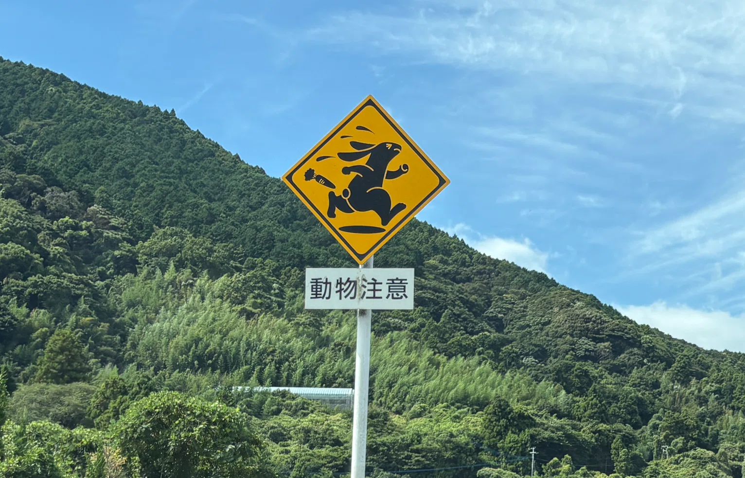 逃げる！逃げる！逃げる！ちょっと鬼畜な!?二丈浜玉道路にしかない動物