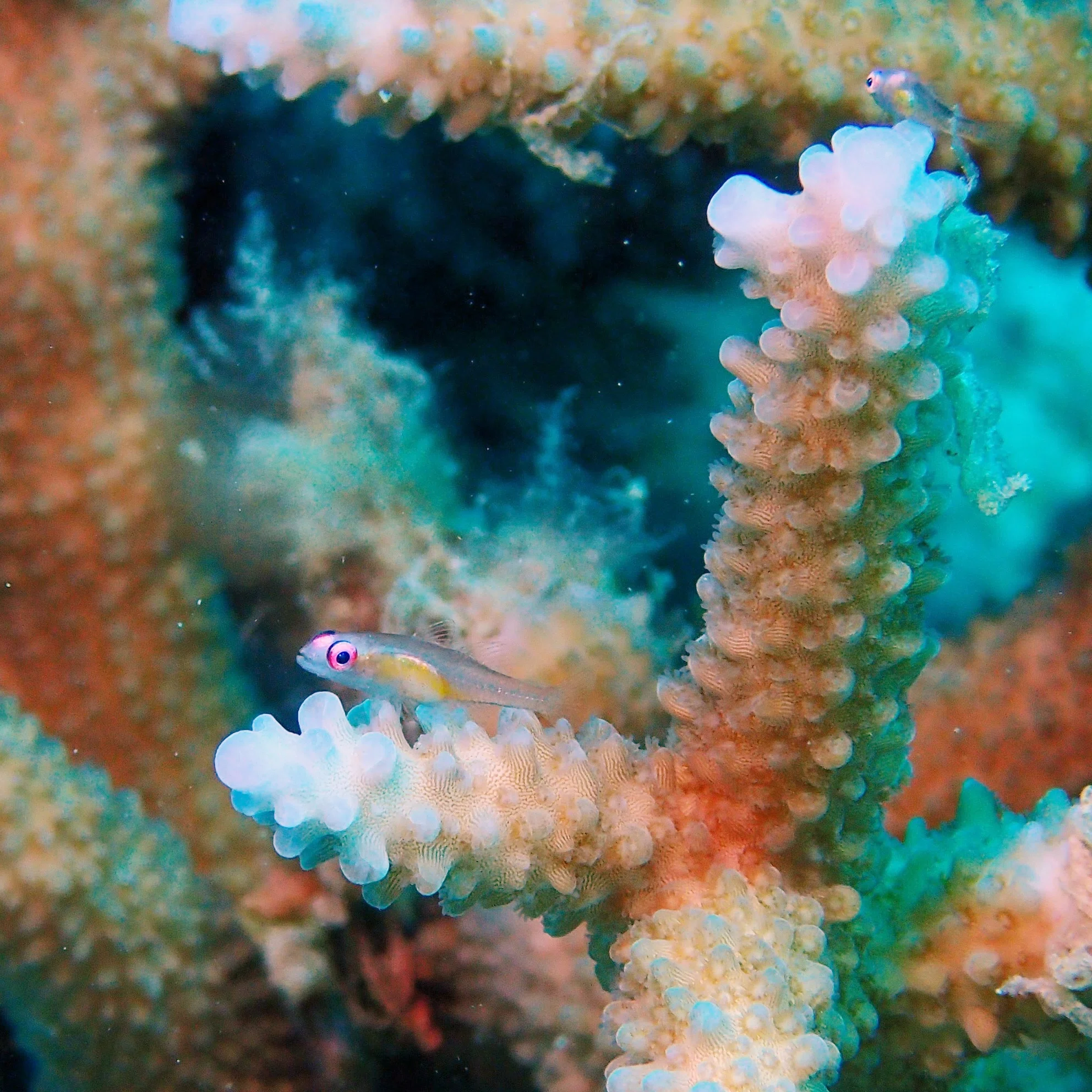 Just Draw It!! / Red-eye Goby｜Ray