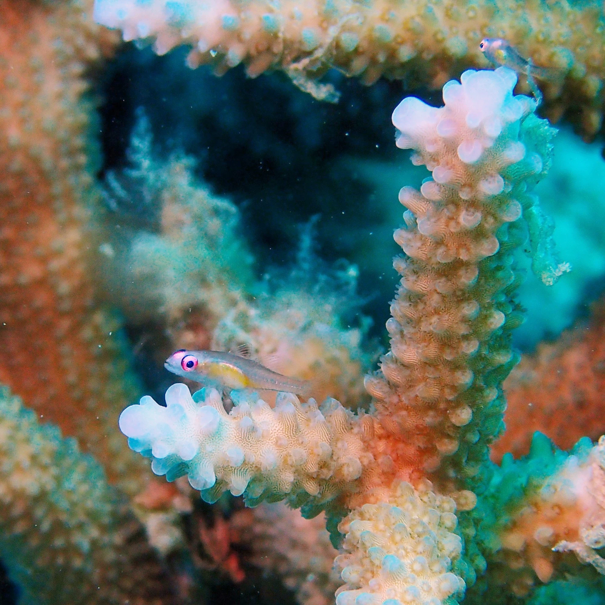 Reddes Color Just Draw It!! / Red-eye Goby|Ray