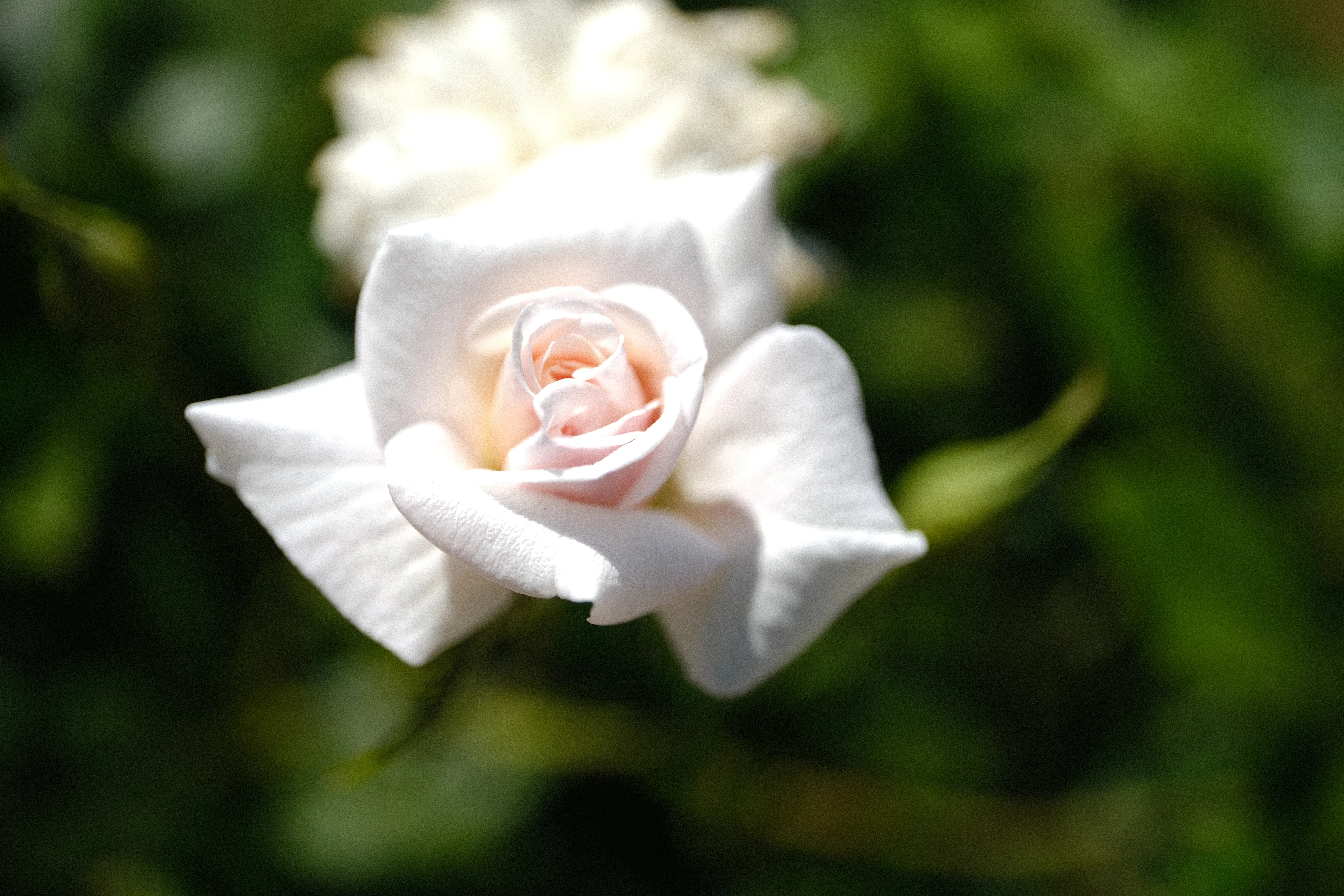 📷X-T30III × 🌹中之島バラ園 ｜ 🇫🇷ホワイト・セシル・ブリュネ