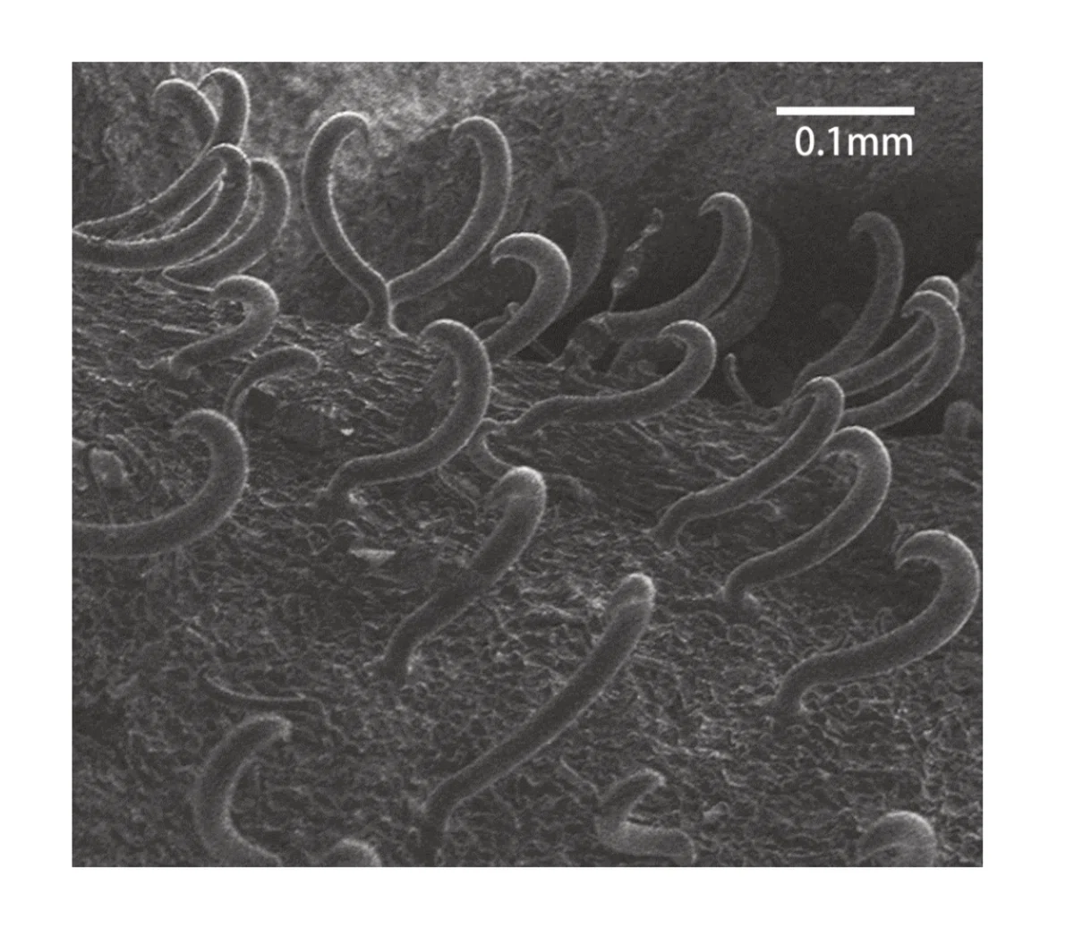 FORM STUDIES | From Observation to Form: Developing from the Hooks of ...
