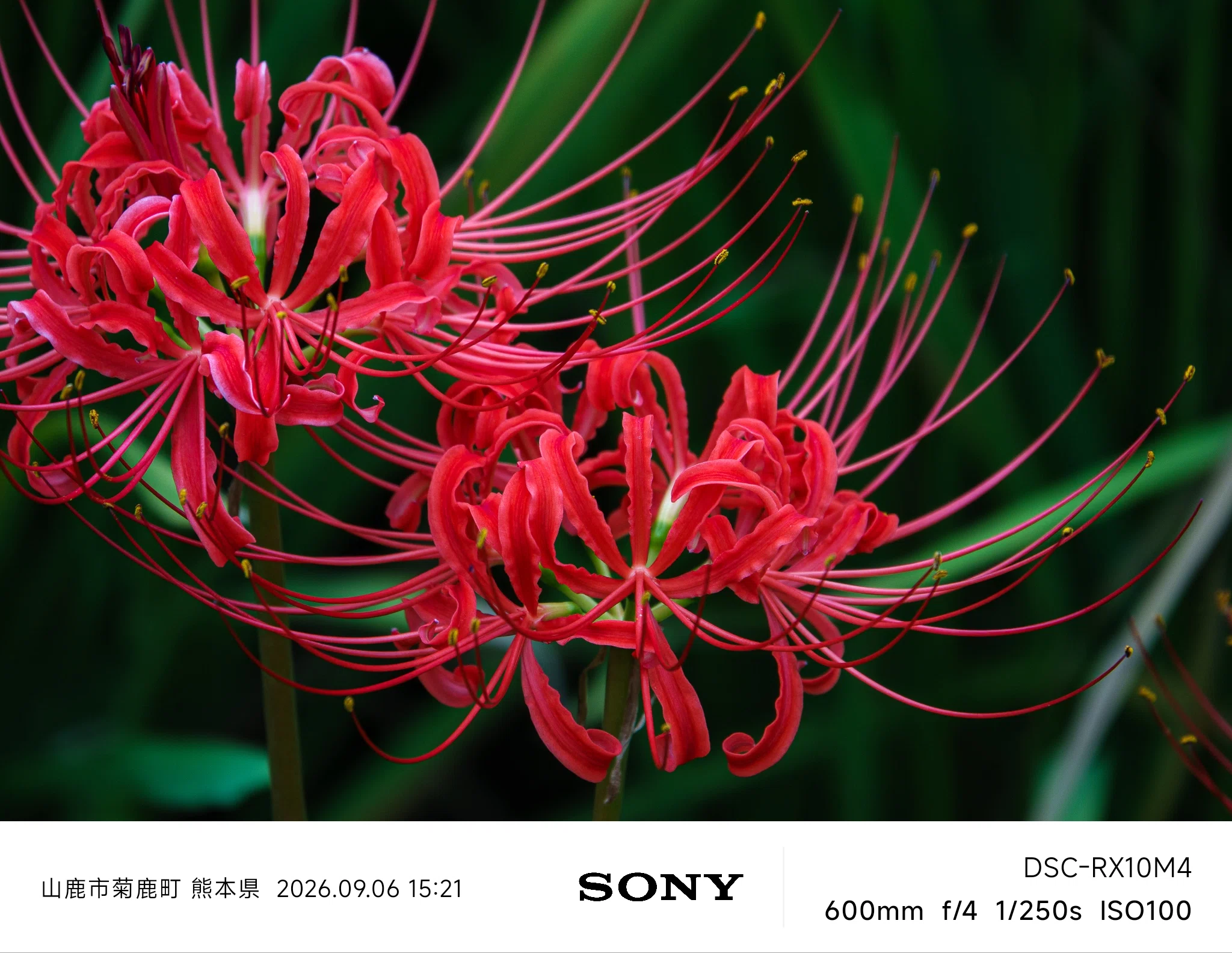 彼岸花2026 | SONY Cyber-shot RX10M4｜furukuma