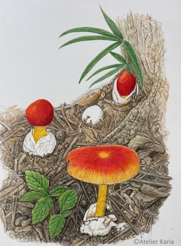 植物画・ボタニカルアート】タマゴタケが私を描いて、と呼んだ｜かりあ