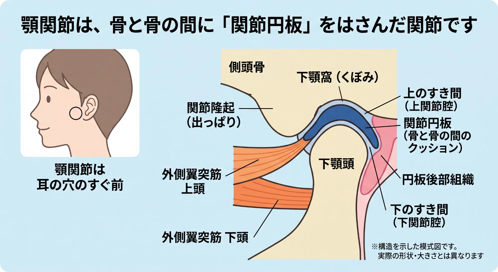 口を開けると「ポキッ」と鳴る、その関節の中身～顎関節と噛み合わせの