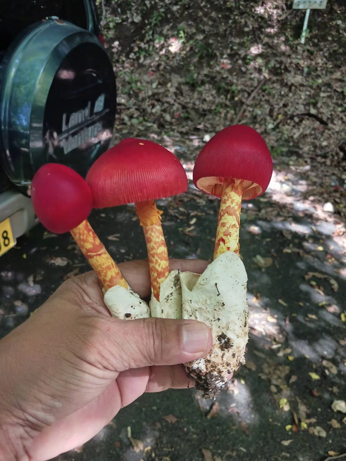 初めて見るタマゴタケを食べた」キノコ料理は命がけ？｜中山道雄