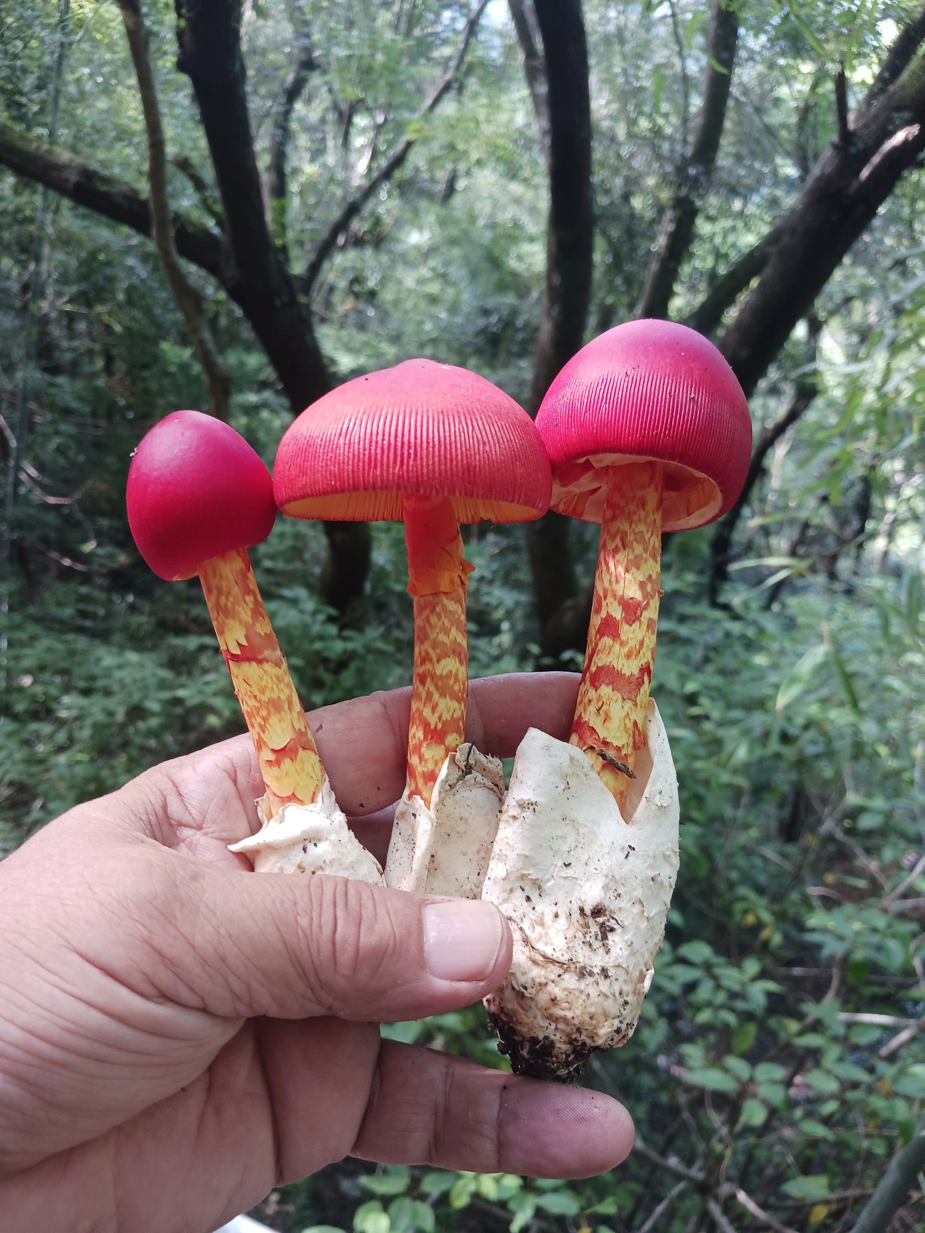 初めて見るタマゴタケを食べた」キノコ料理は命がけ？｜中山道雄