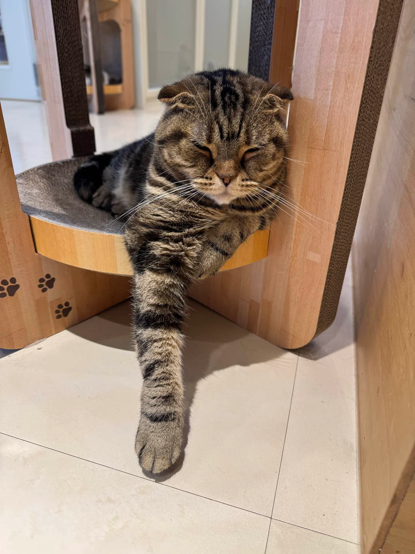広島｜初めて猫カフェに行ってきたよ！
