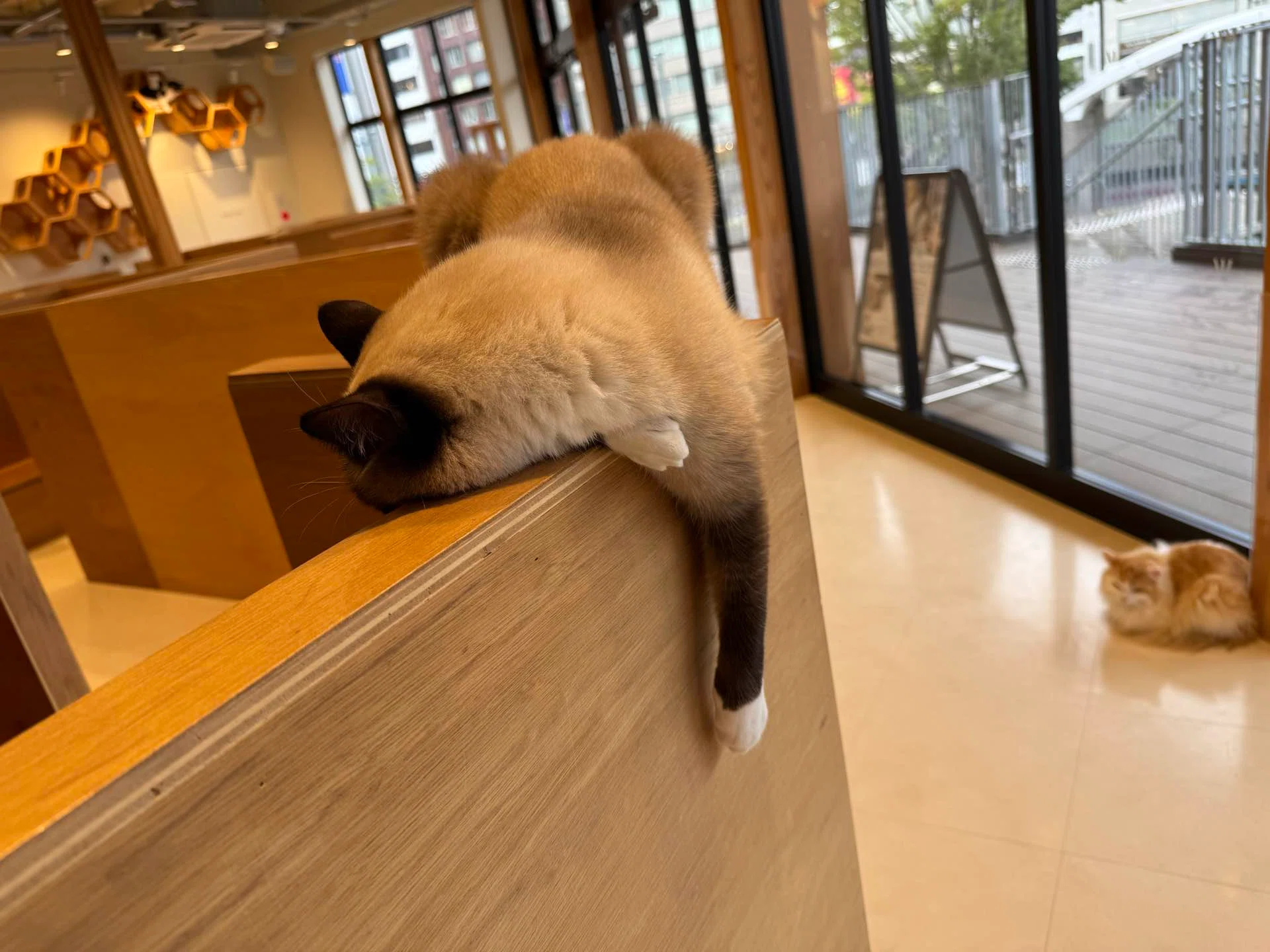 広島｜初めて猫カフェに行ってきたよ！