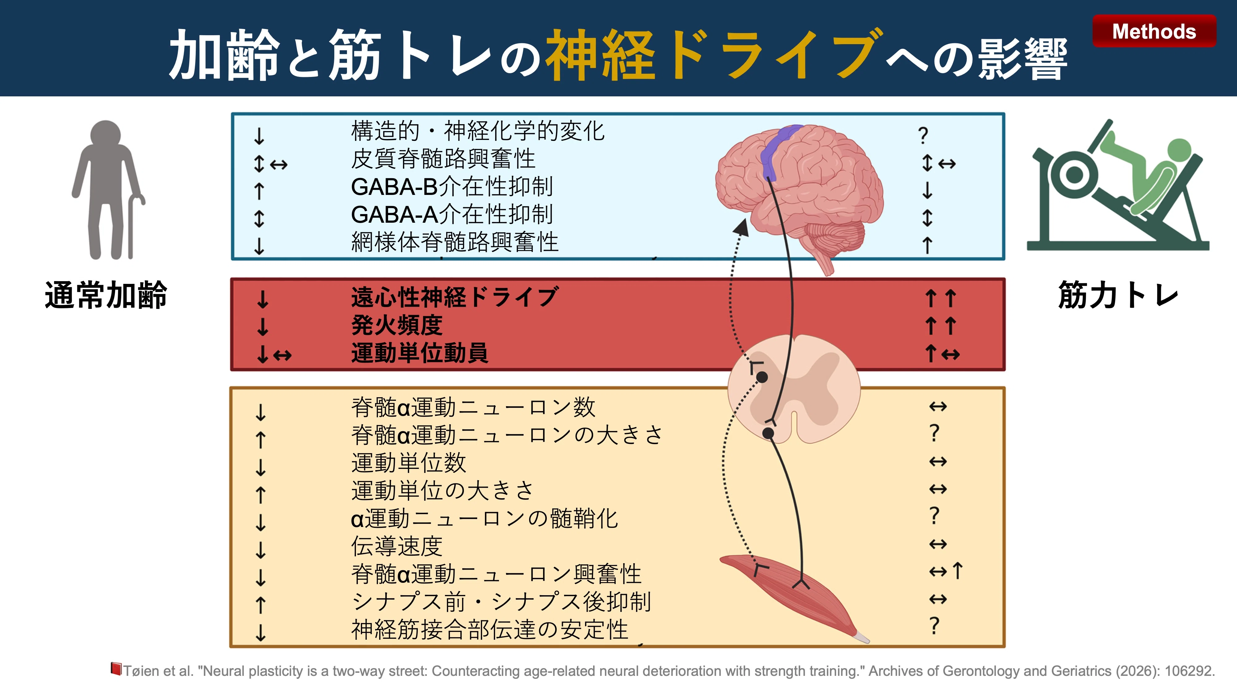 エイジング・ボディ 老化と神経筋機能障害 加齢と筋トレの神経ドライブへの影響｜Super Human | 理学療法士／保健