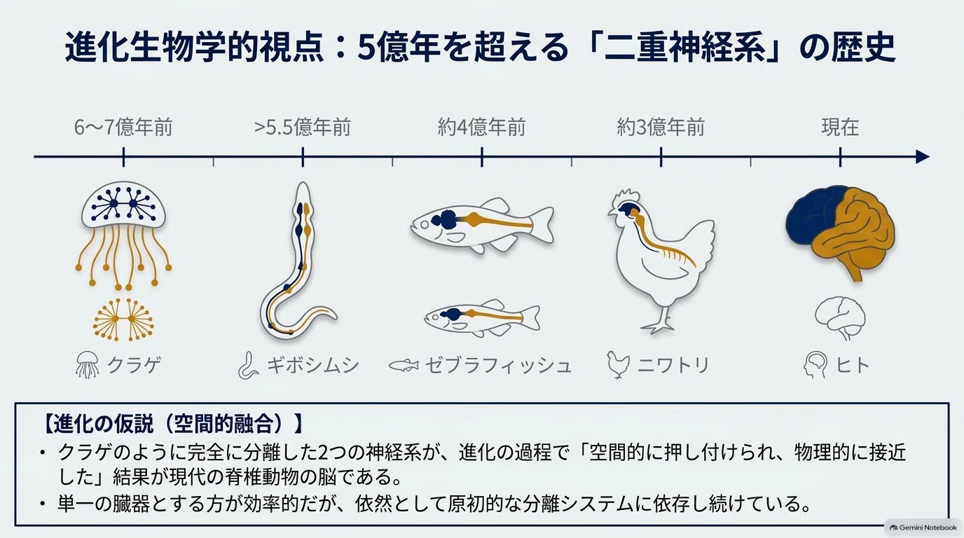 脳は1つの器官ではなかった？スタンフォード大学が解き明かした『2つの