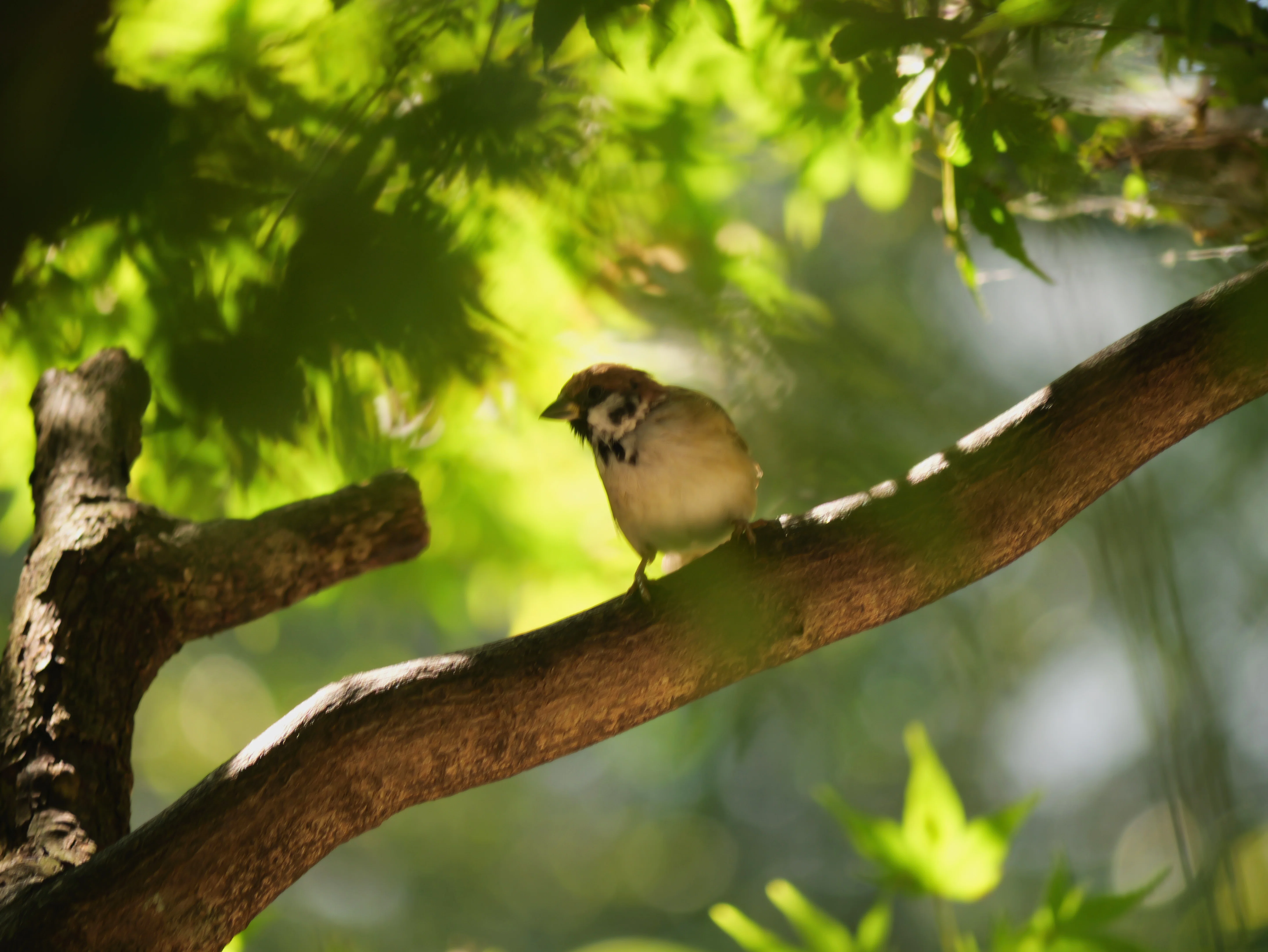 換算600mmの世界へ！LUMIX 100-300mmで初めての野鳥撮影に挑んだら
