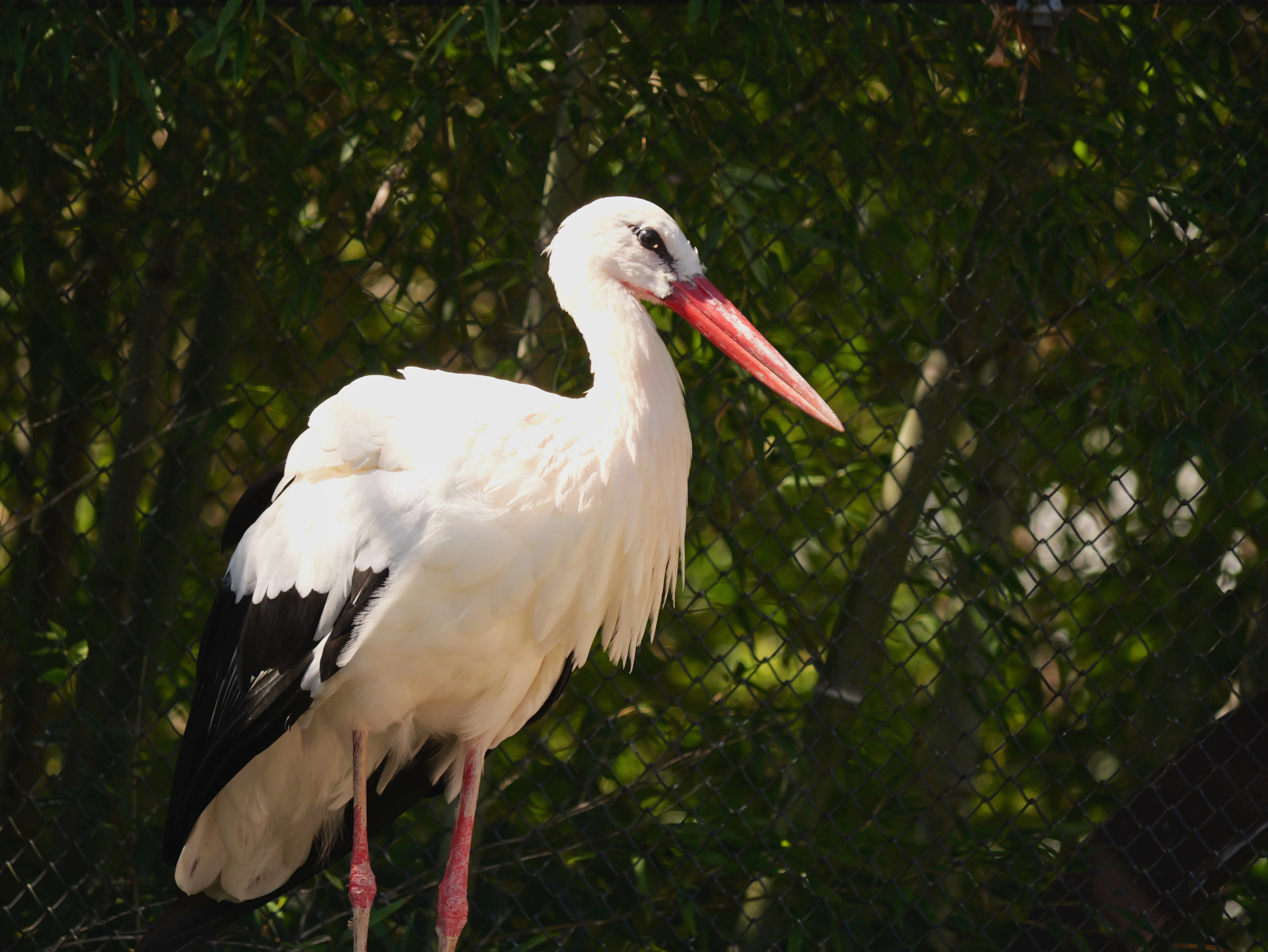 換算600mmの世界へ！LUMIX 100-300mmで初めての野鳥撮影に挑んだら