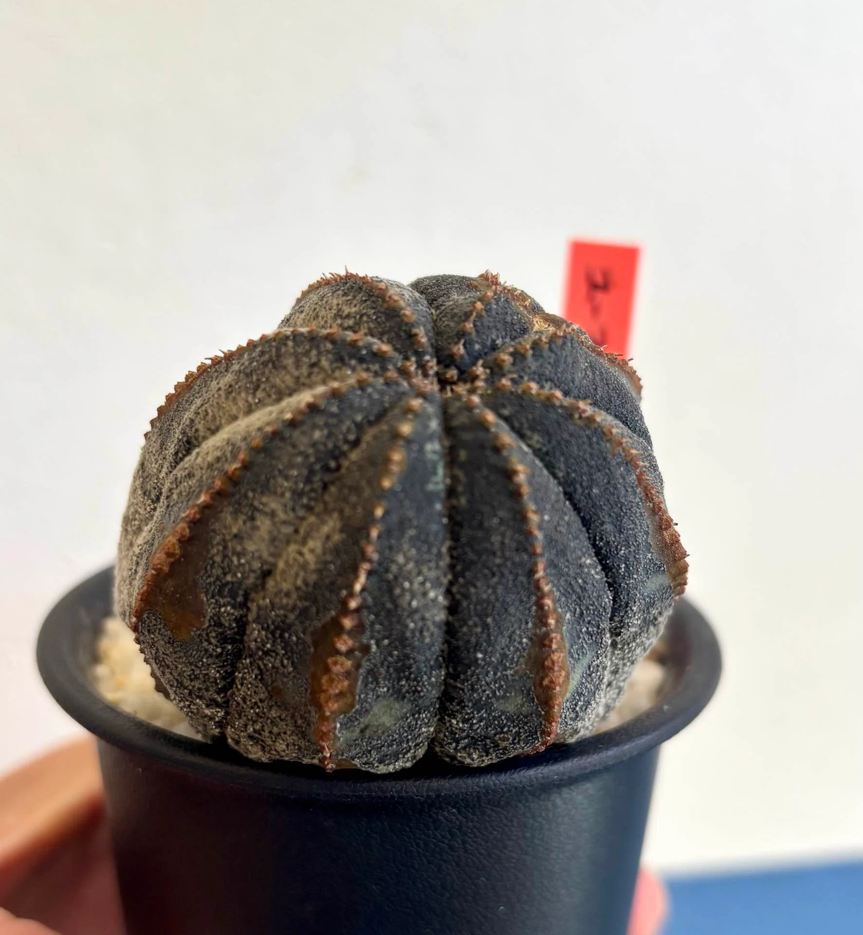 ユーフォルビア|オベサ|嘘だと思いたかった…。｜cova 塊根植物に沼った