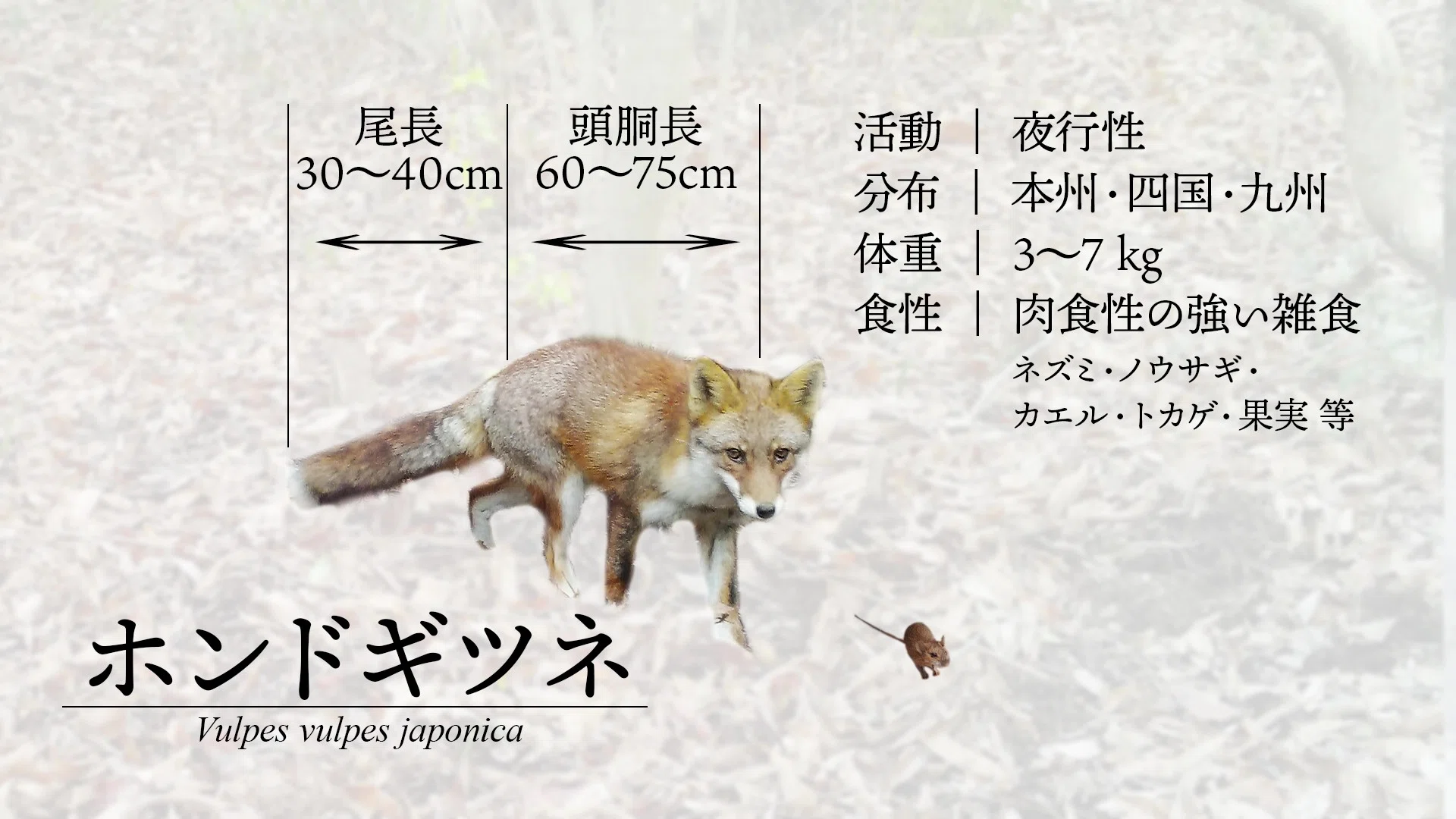 ごんぎつね」だけじゃない 知多半島 幻想の狐たち file #01 キツネと ごんぎつね」だけじゃない 知多半島 幻想の狐たち file #01 キツネと