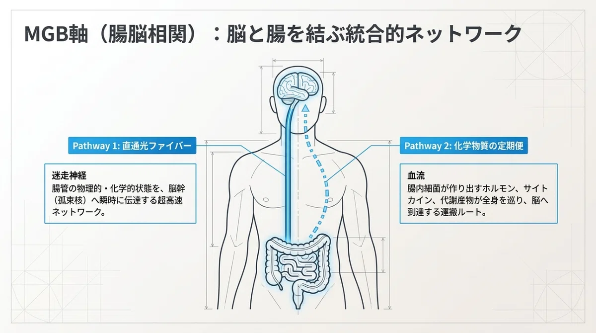 Depression and Gut Bacteria: The 'Second Brain' Gut Flora Affects Your ...