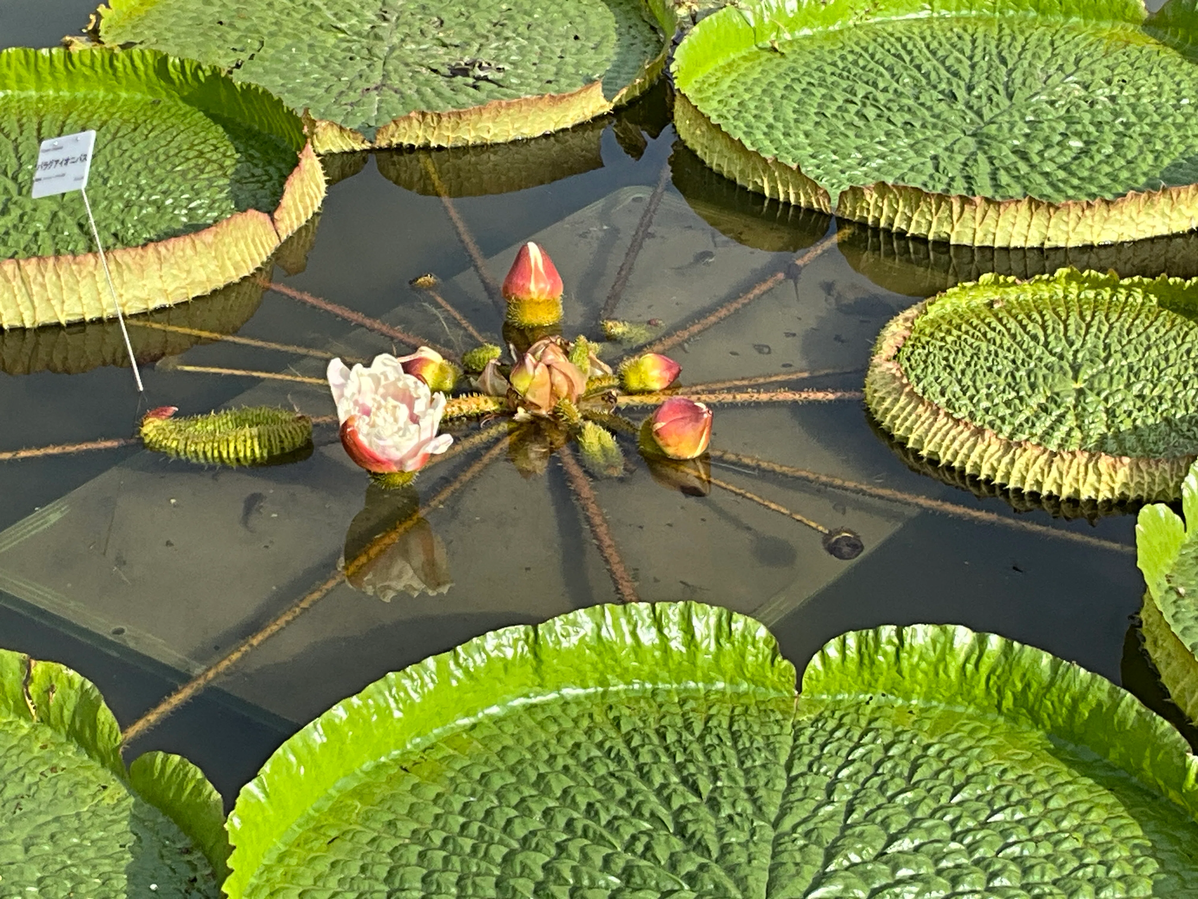 パラグアイオニバスの花が咲く（京都府立植物園）：2026年9月23日（水