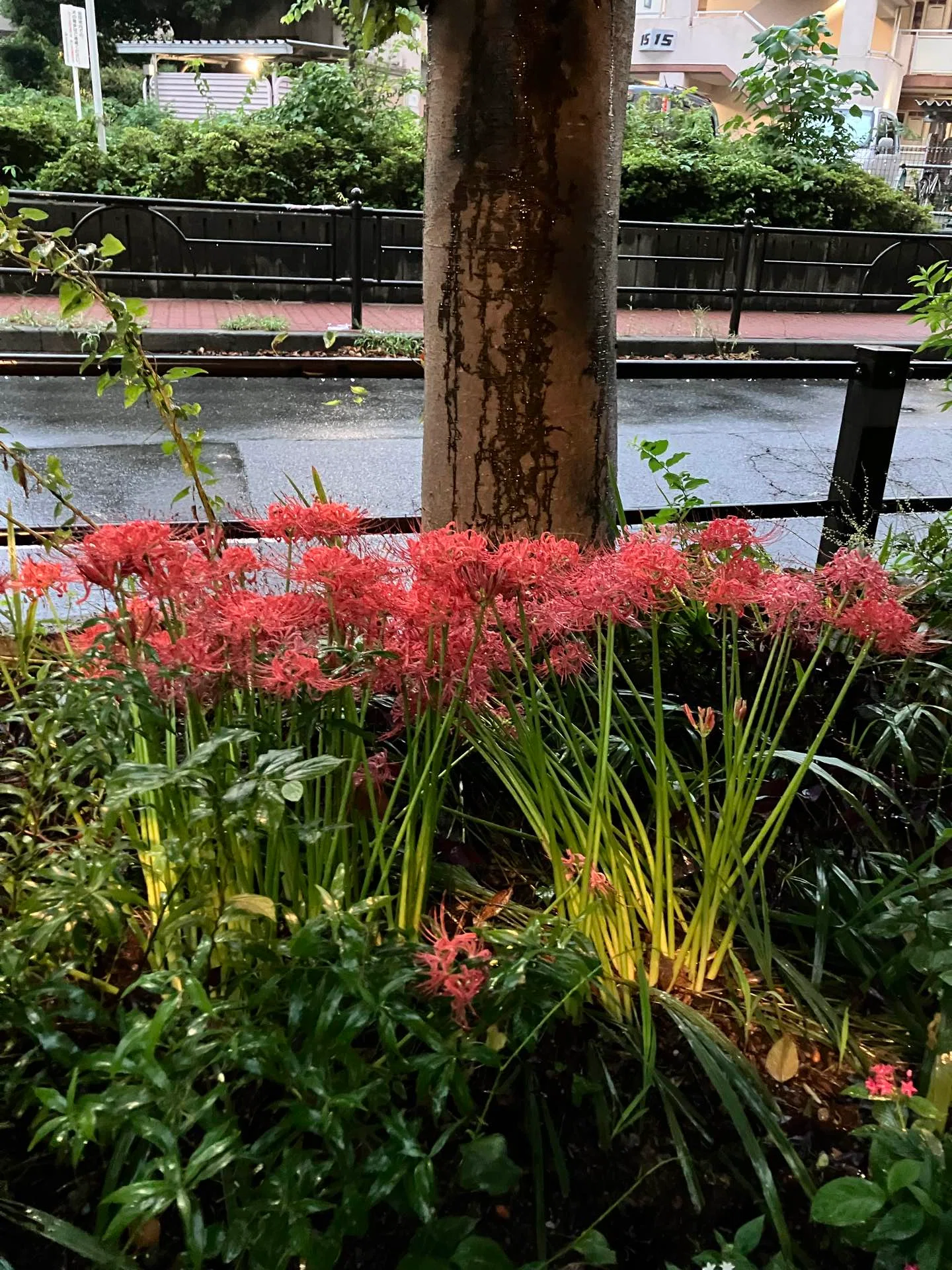 練馬の彼岸花 Spider lilies in Nerima｜Chubby from Nerima