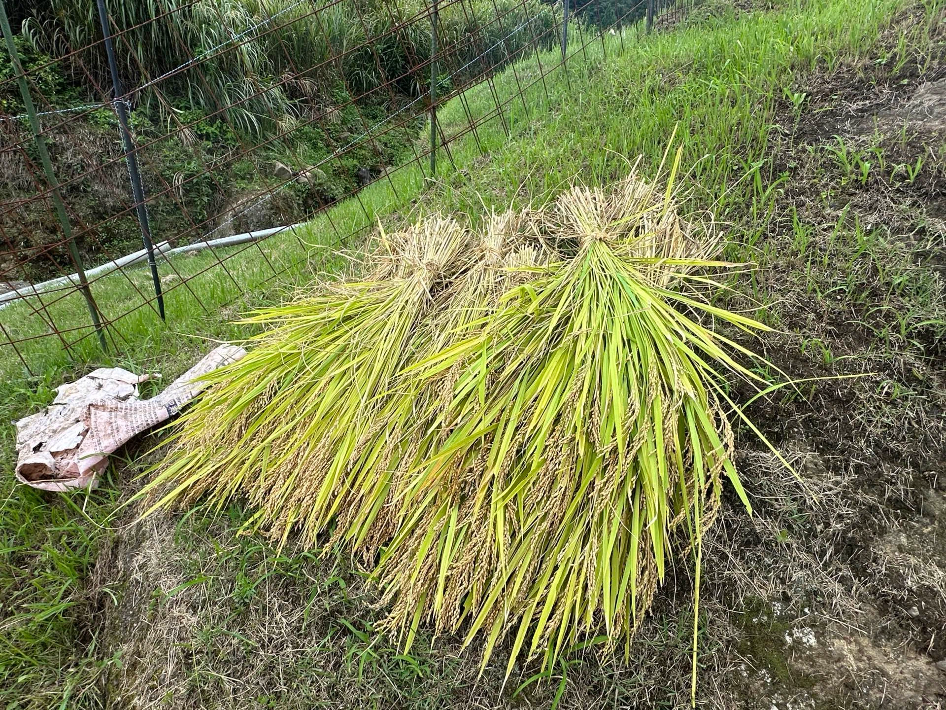 The Vinegar I've Used for 10 Years | Experiencing Rice Planting and ...