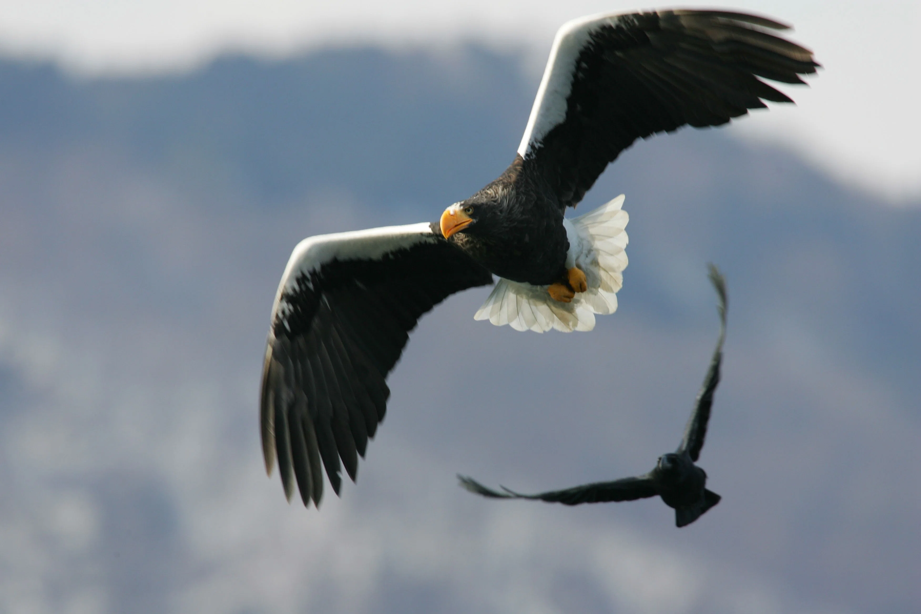 [Shiga] OM SYSTEM Photo Tour in Kohoku & Koto - Birdwatching ...