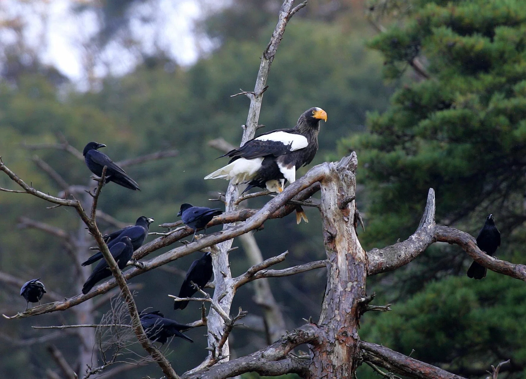 [Shiga] OM SYSTEM Photo Tour in Kohoku & Koto - Birdwatching ...