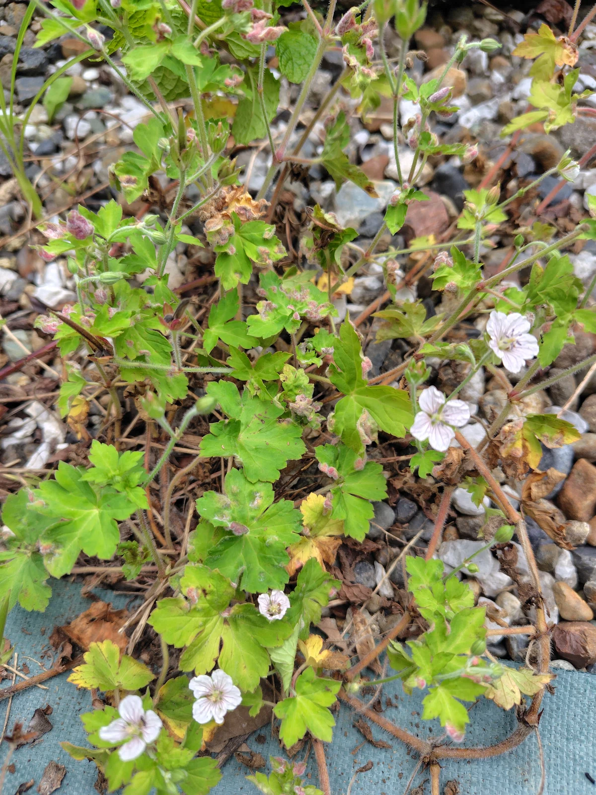 ※Geranium thunbergii※｜Luku