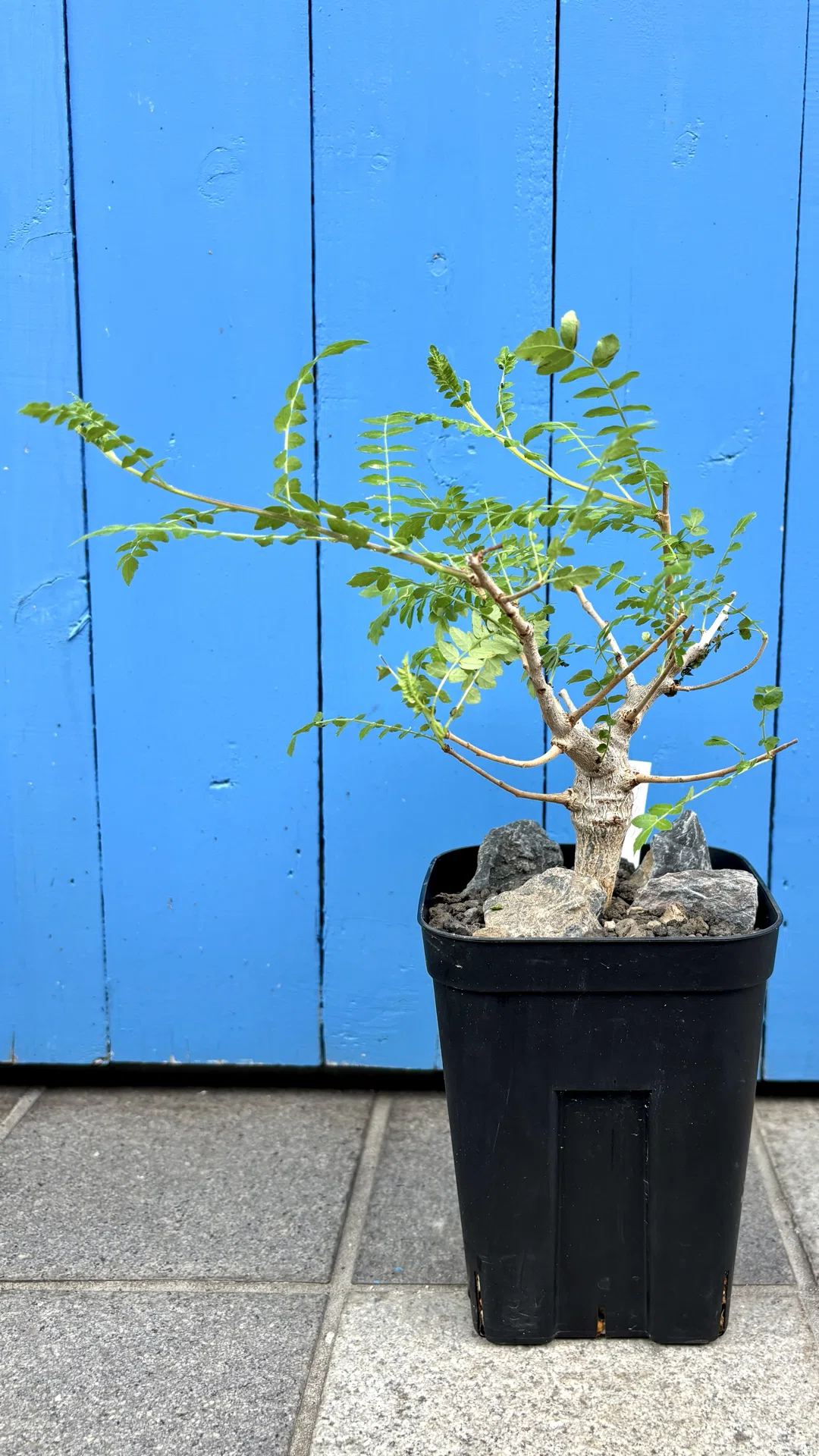 ボスウェリア|ネグレクタ|イベント戦利品①｜cova 塊根植物に沼った