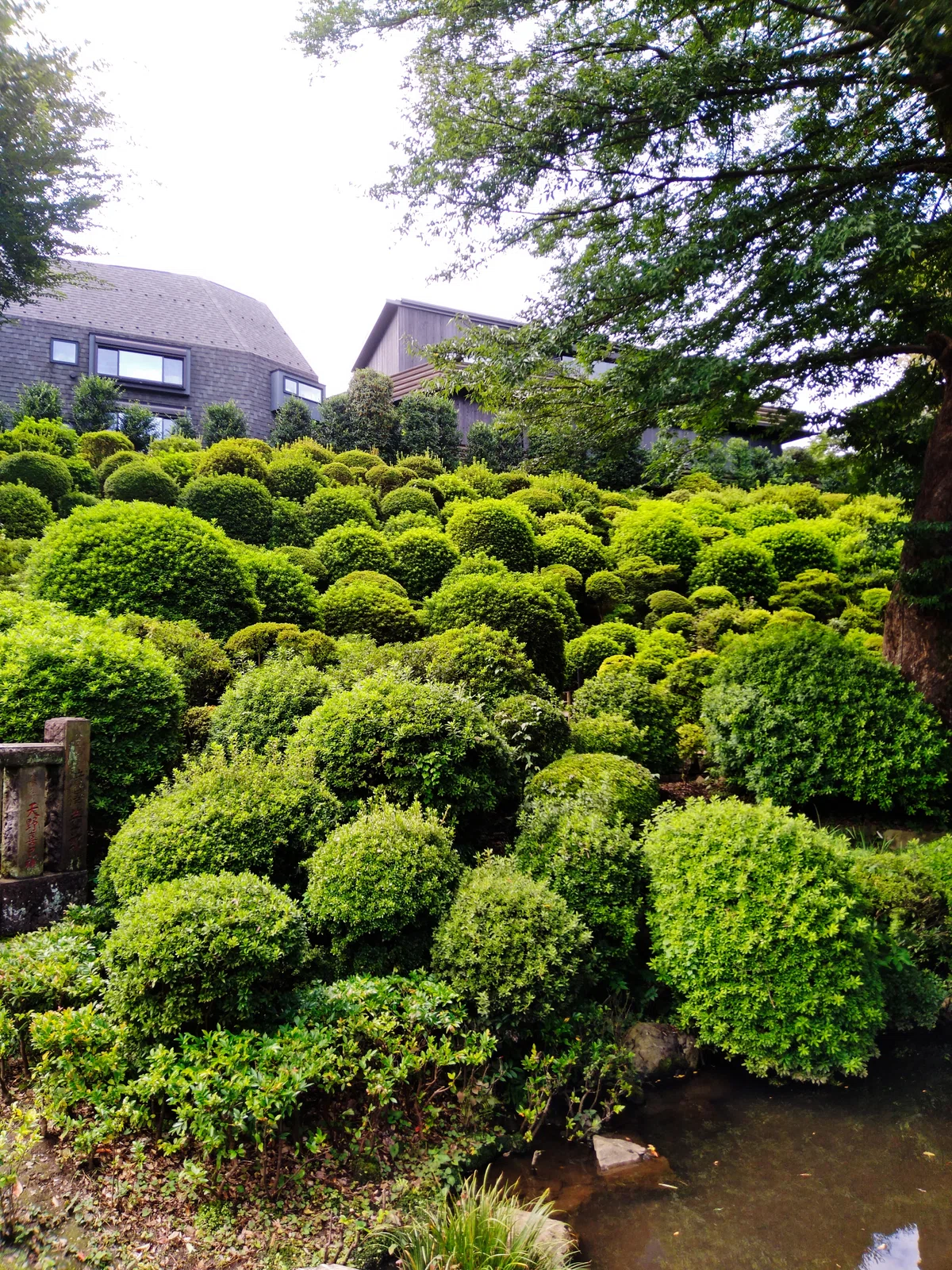 A story about taking a photo walk with a Rakuten mini｜Nero_hiro