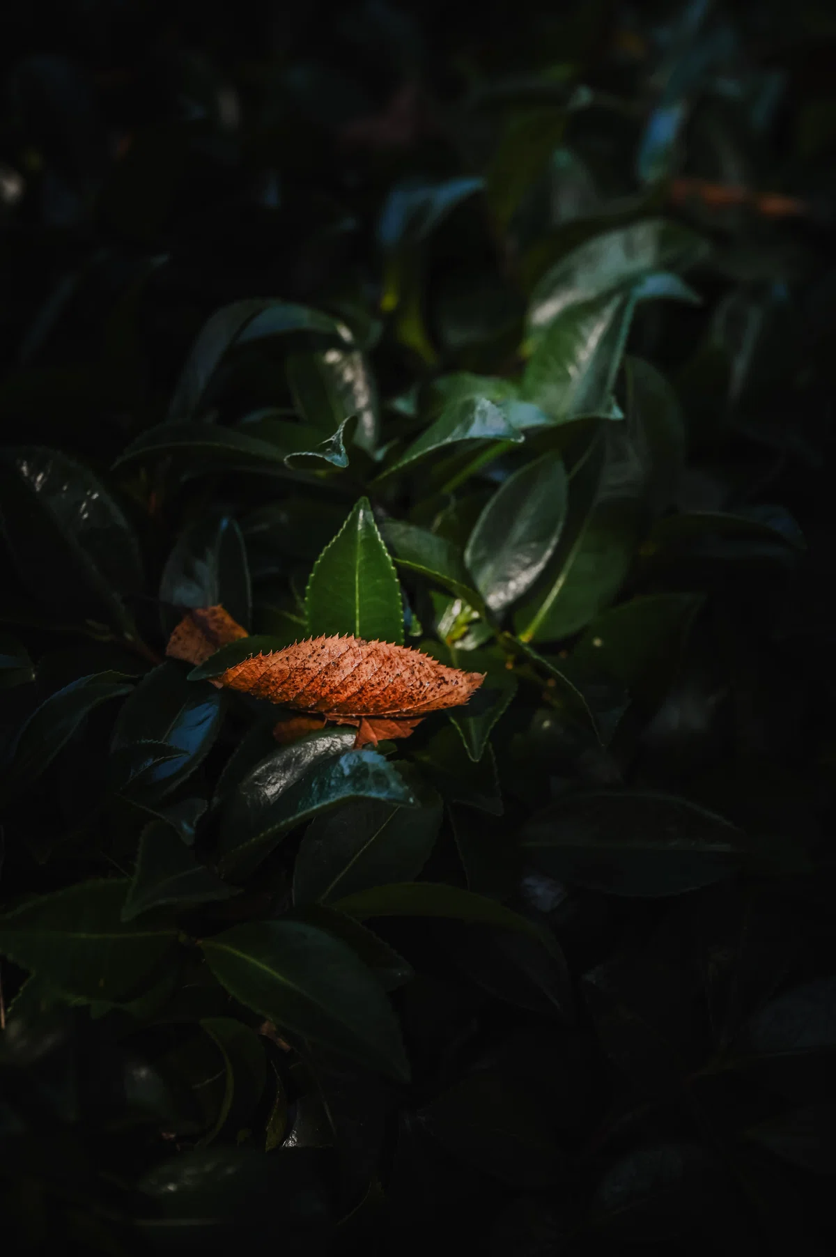 Micro Front Examples The Charm of Vintage Lenses I Feel: What is Micro-Contrast That Leads ...