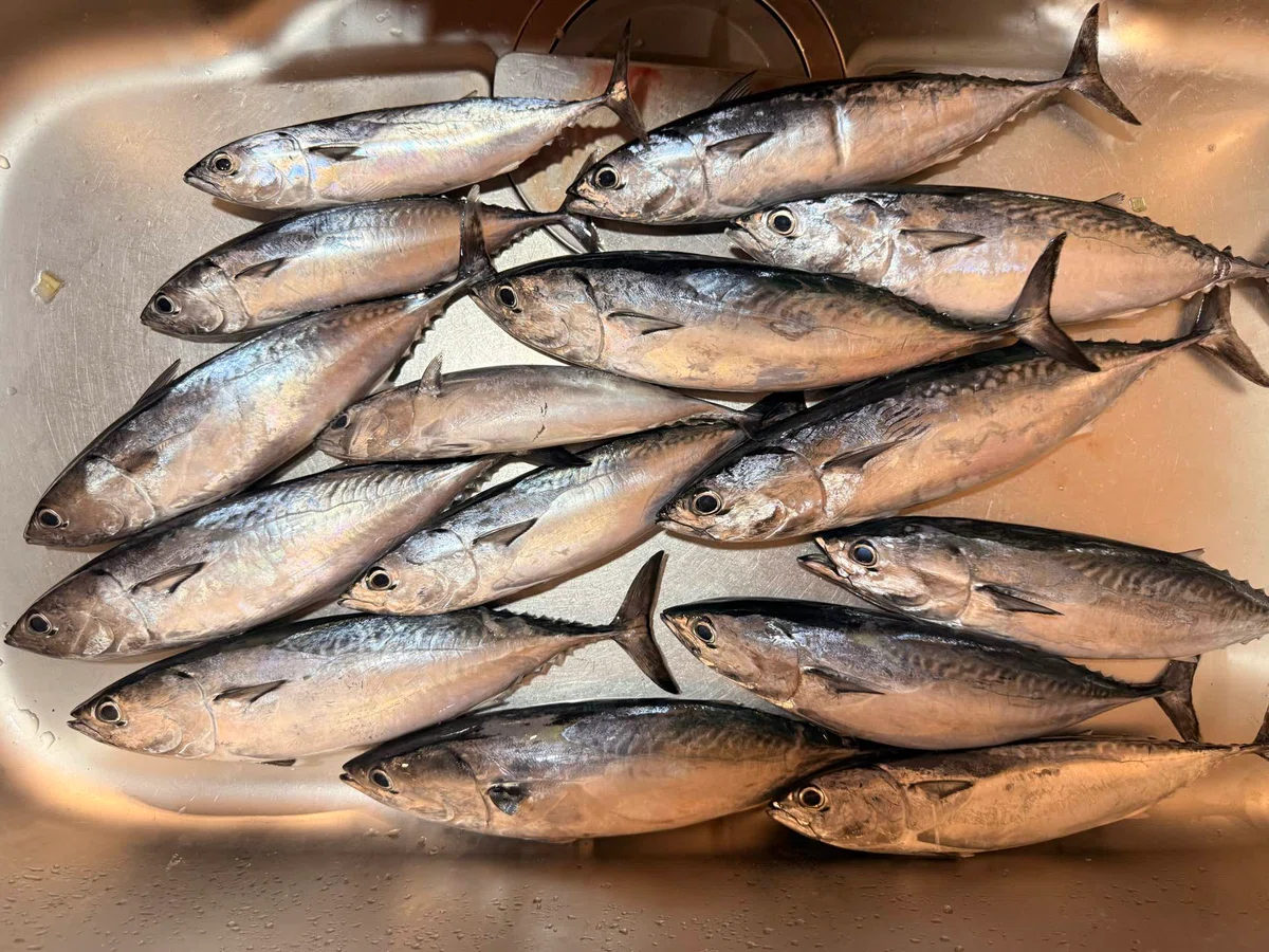 Fish Species Guide | [Sa] Frigate Tuna (Bullet Tuna / Frigate Tuna)｜U ...