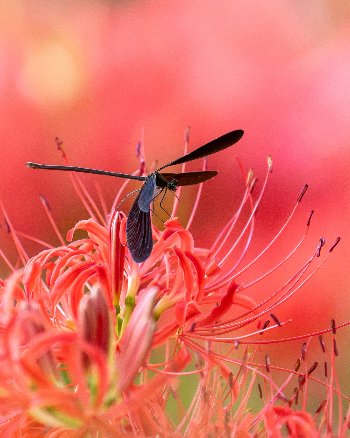 OM SYSTEM x Telephoto Macro [Spider Lilies & Insects]｜もみじ卍ゅう│カメラとガジェット