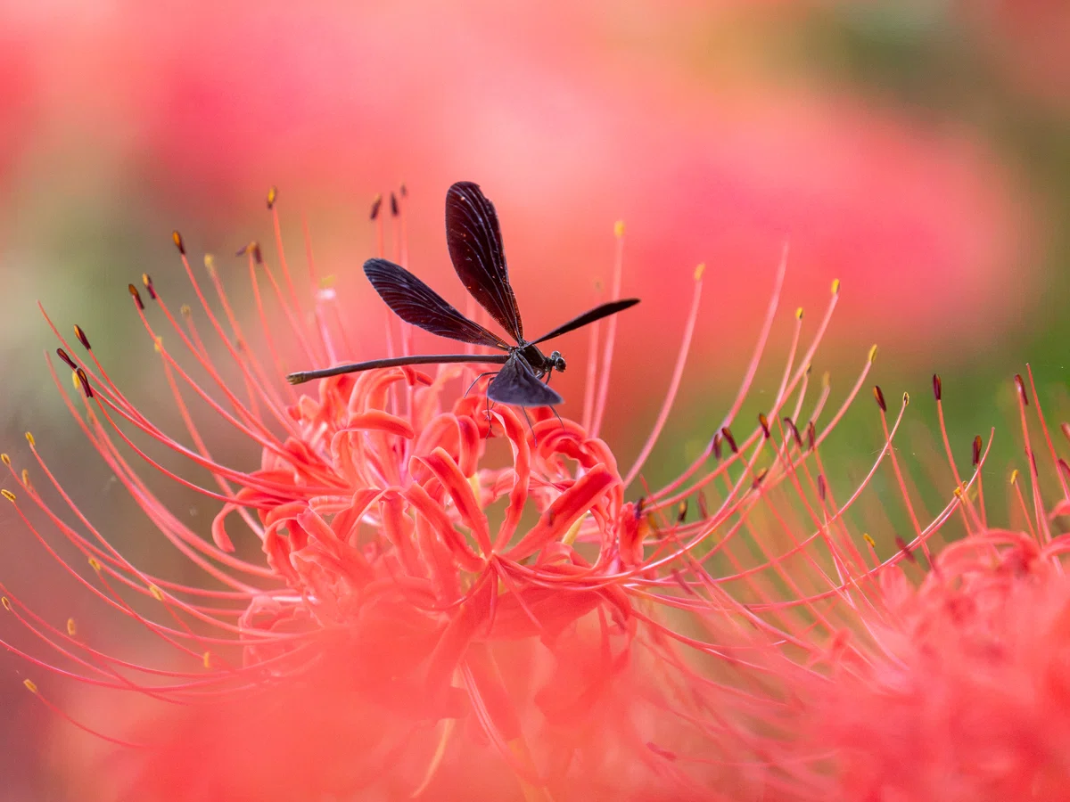 OM SYSTEM x Telephoto Macro [Spider Lilies & Insects]｜もみじ卍ゅう│カメラとガジェット