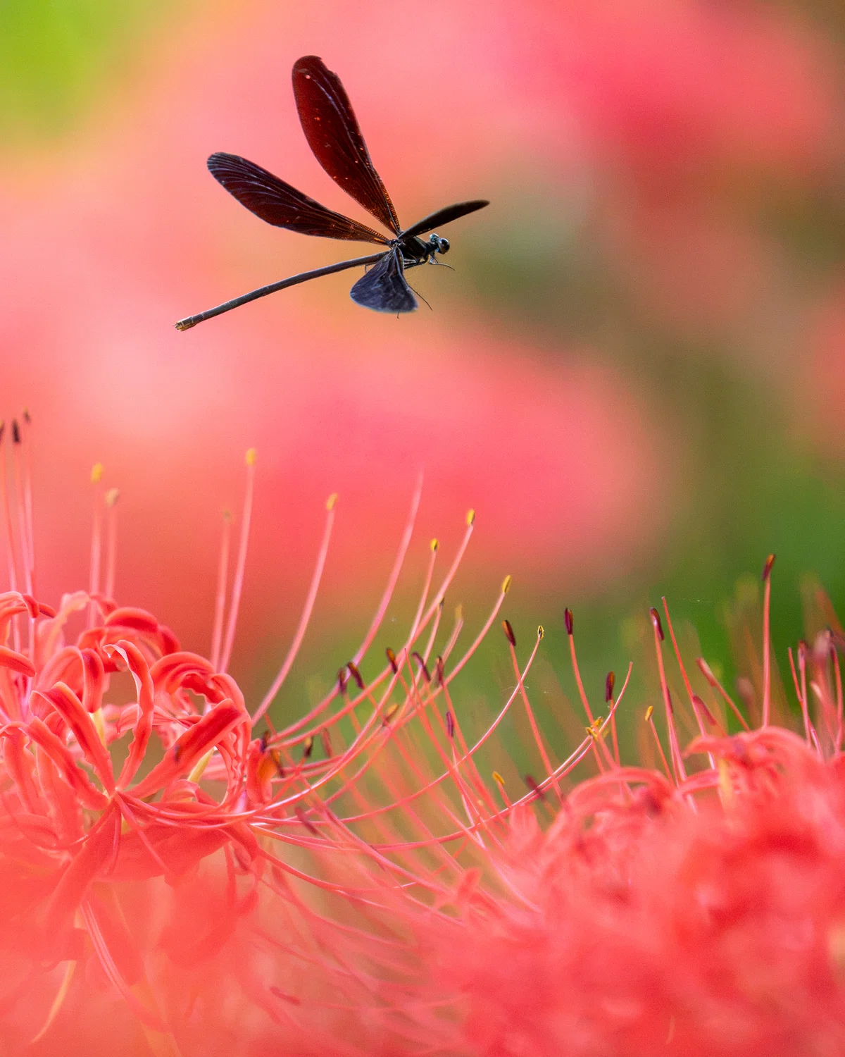 OM SYSTEM x Telephoto Macro [Spider Lilies & Insects]｜もみじ卍ゅう│カメラとガジェット