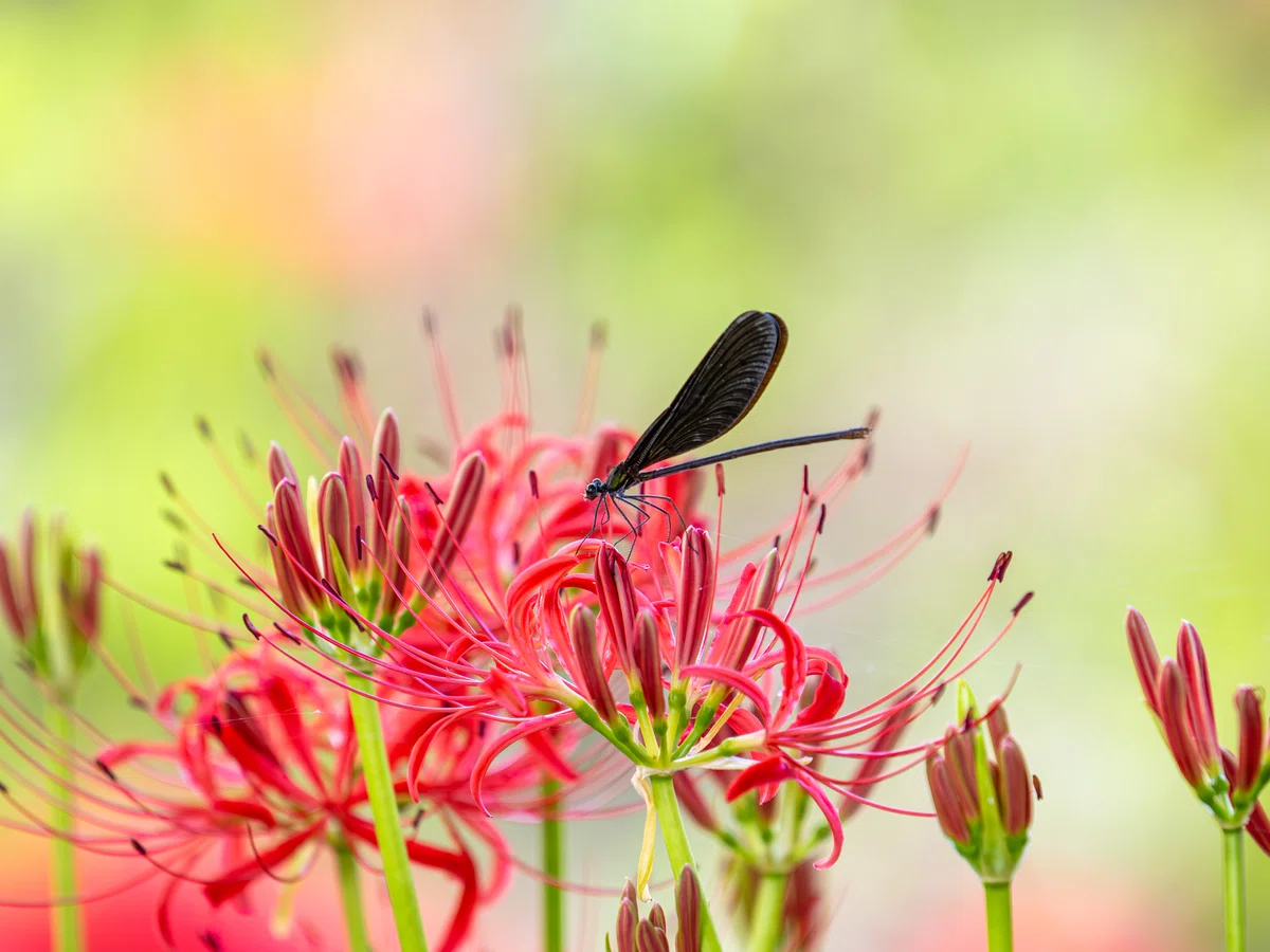 OM SYSTEM x Telephoto Macro [Spider Lilies & Insects]｜もみじ卍ゅう│カメラとガジェット