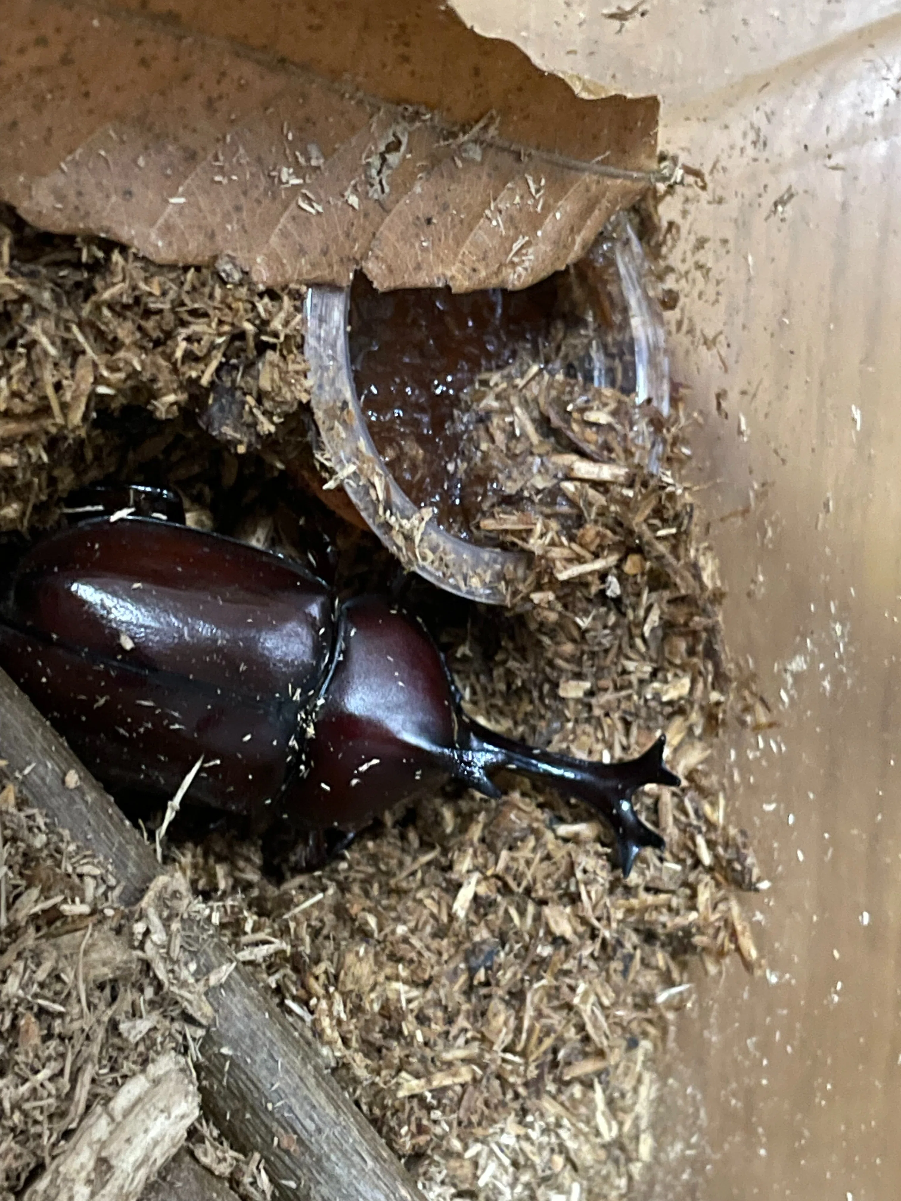 去年のカブトムシと今年のカブトムシ｜もるのすけぷいたろう