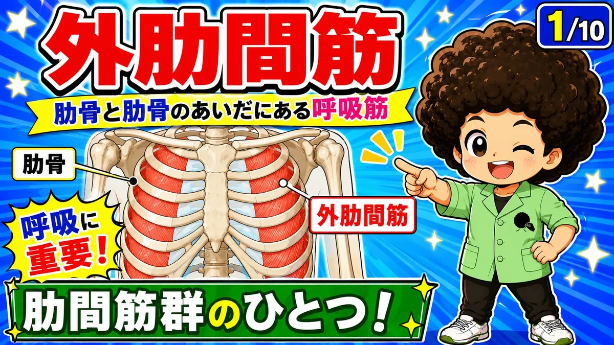 [Anatomy] Organizing the External Intercostal Muscles with Diagrams ...
