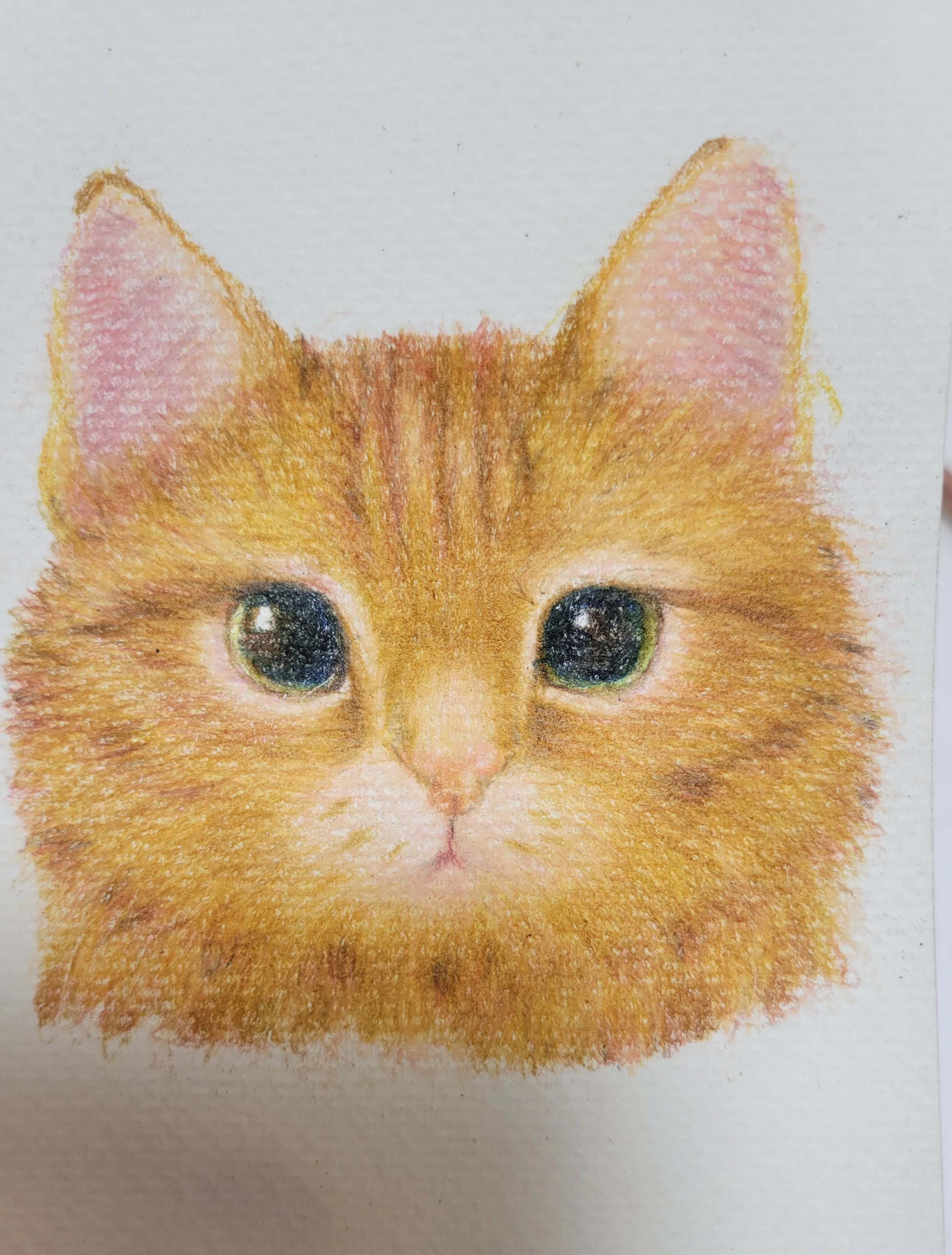 絵本制作裏側ノート 色鉛筆 茶トラ｜ ねこと5656(ゴロゴロ)