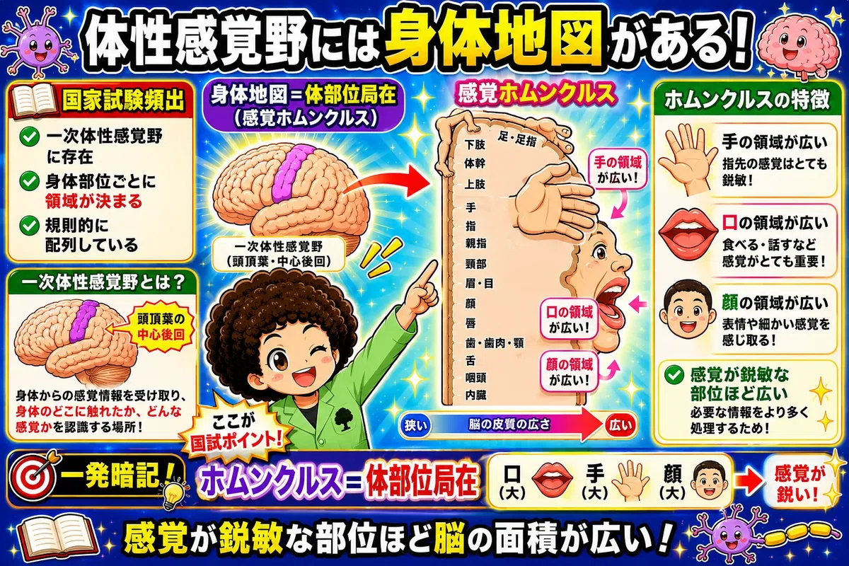 [Acupuncture and Moxibustion Theory] Basics of Spinal Tracts ...