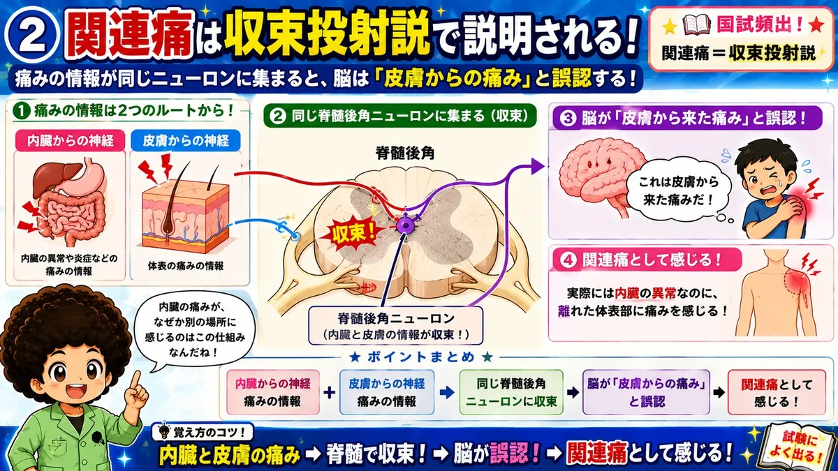 [Acupuncture and Moxibustion Theory] What is Referred Pain? Illustrated ...