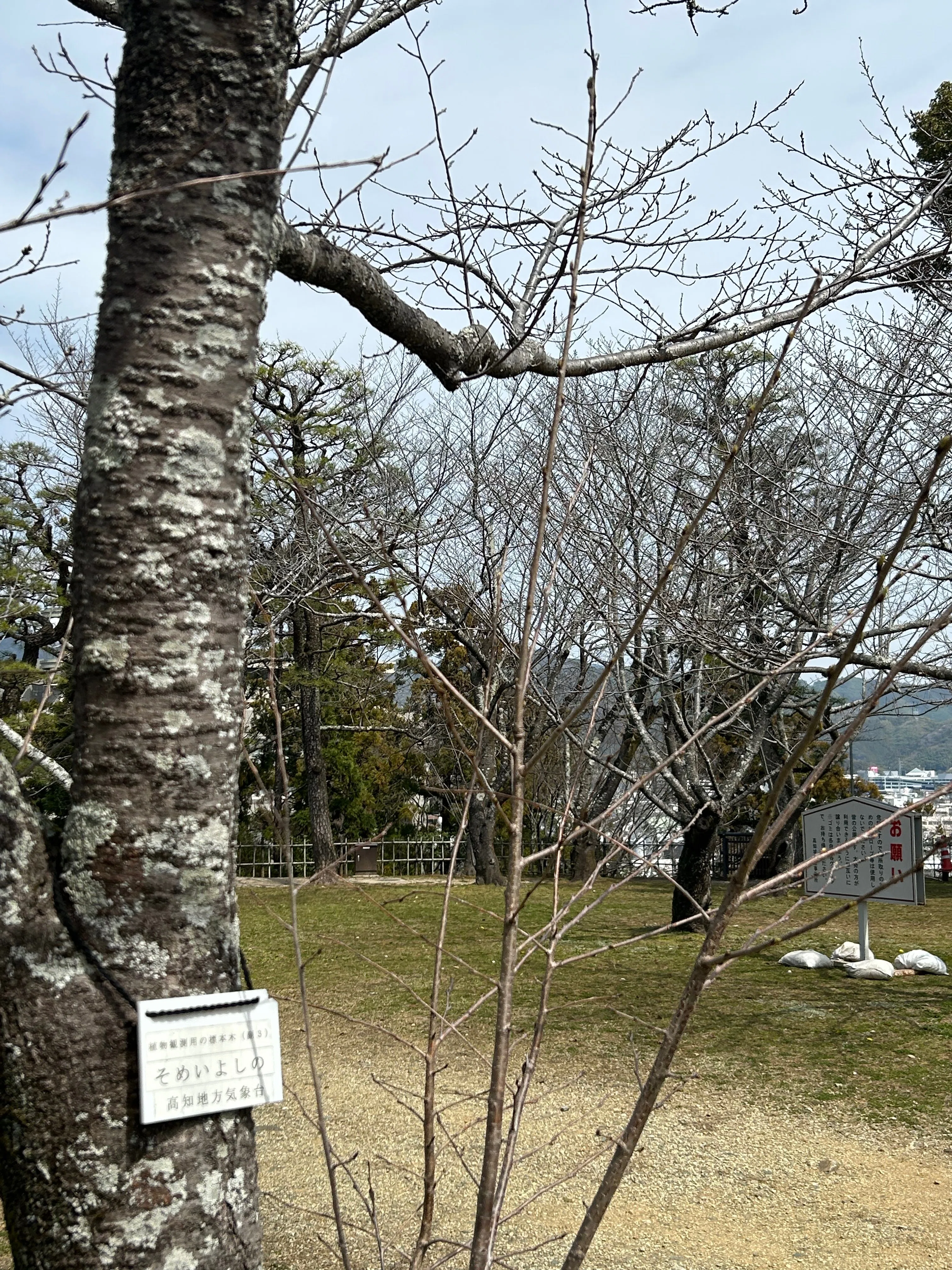 Kochi Sightseeing Record 5-13 (Searching for the Somei Yoshino specimen ...