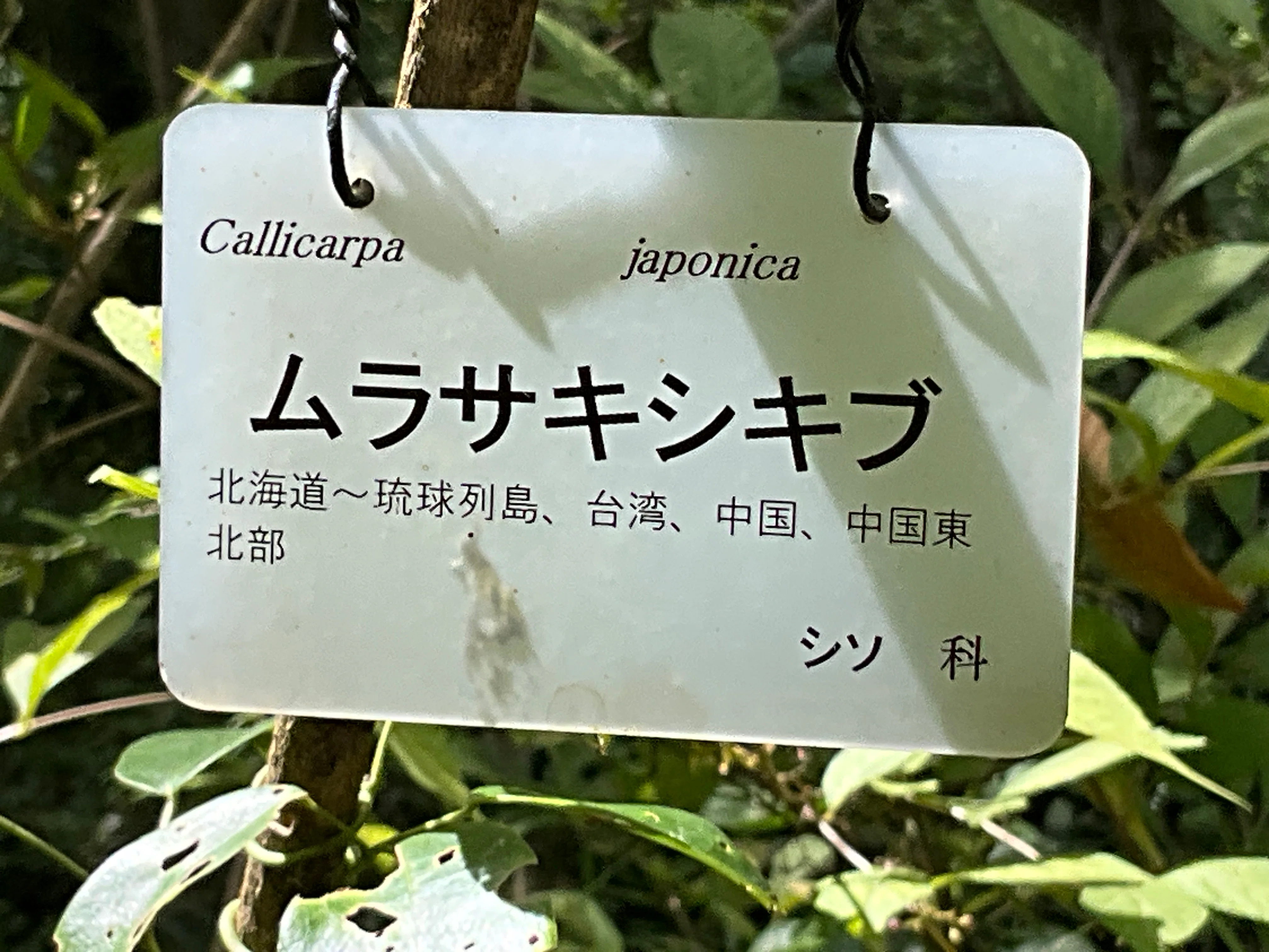 ムラサキシキブ（京都府立植物園）：2026年10月1日（木）｜藤井秀昭
