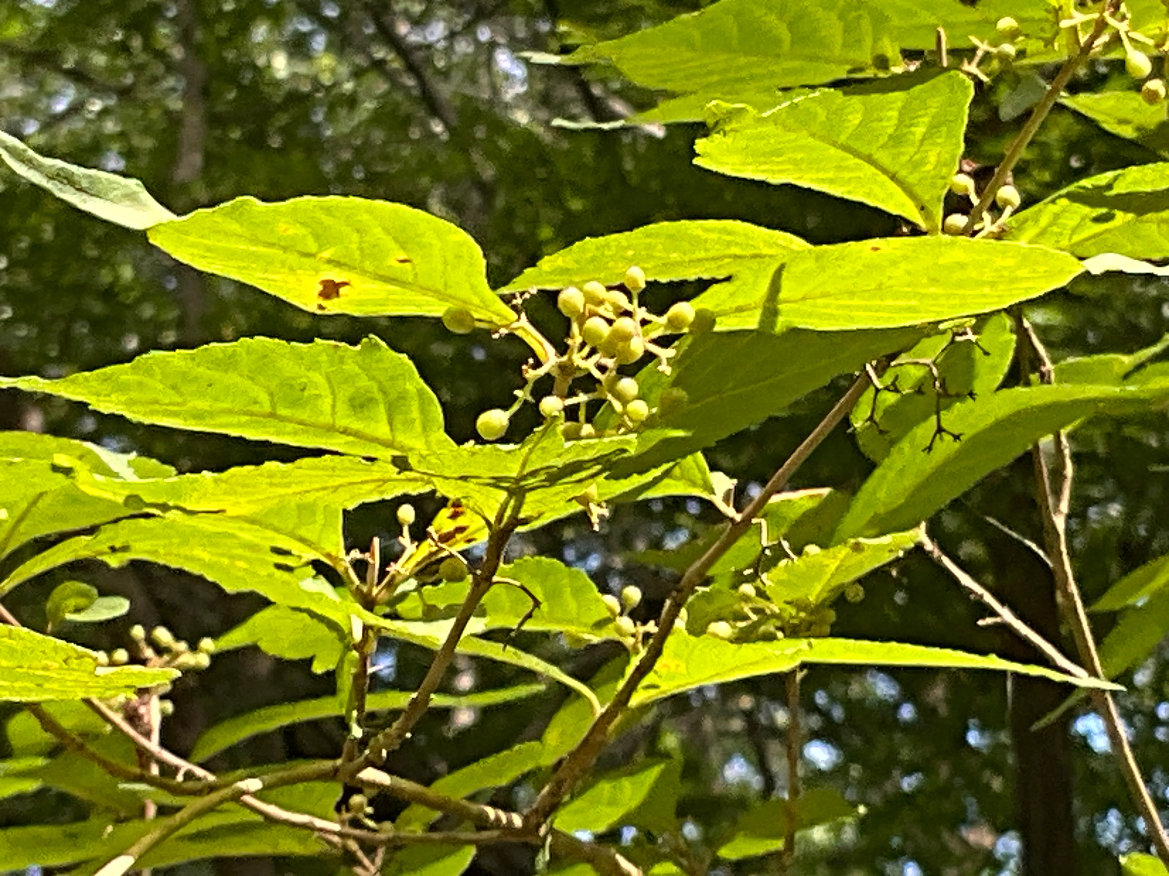 ムラサキシキブ（京都府立植物園）：2026年10月1日（木）｜藤井秀昭