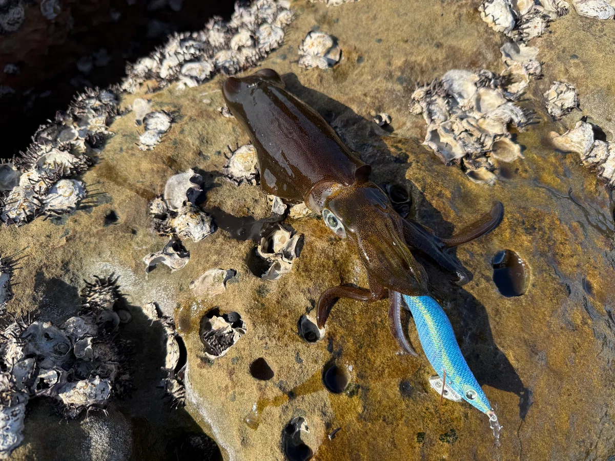 [Takashima Eging] Autumn Squid: 4 Caught + 665g | A Fishing Trip ...