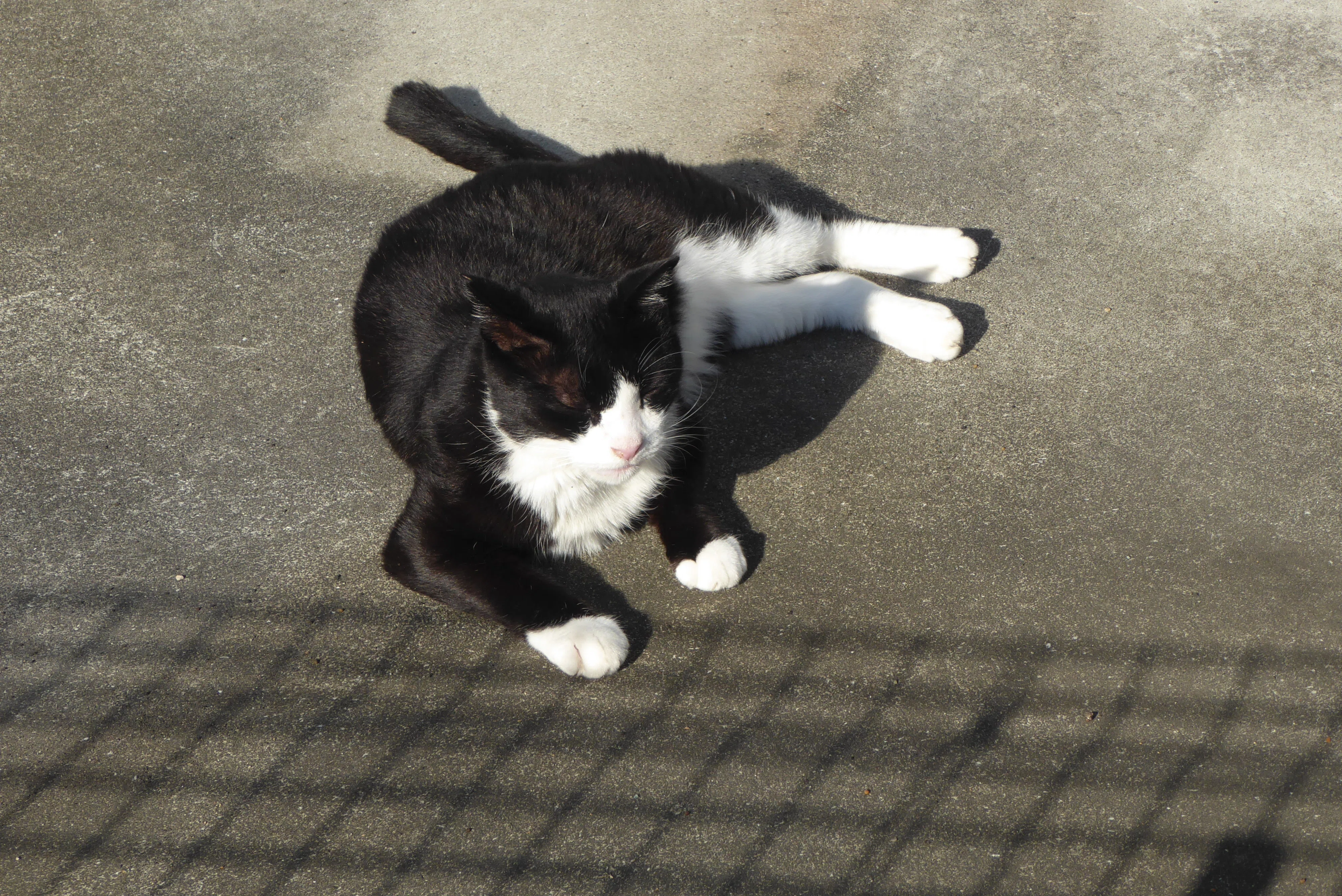 写真日記「雨の日は猫の写真で」｜ともた