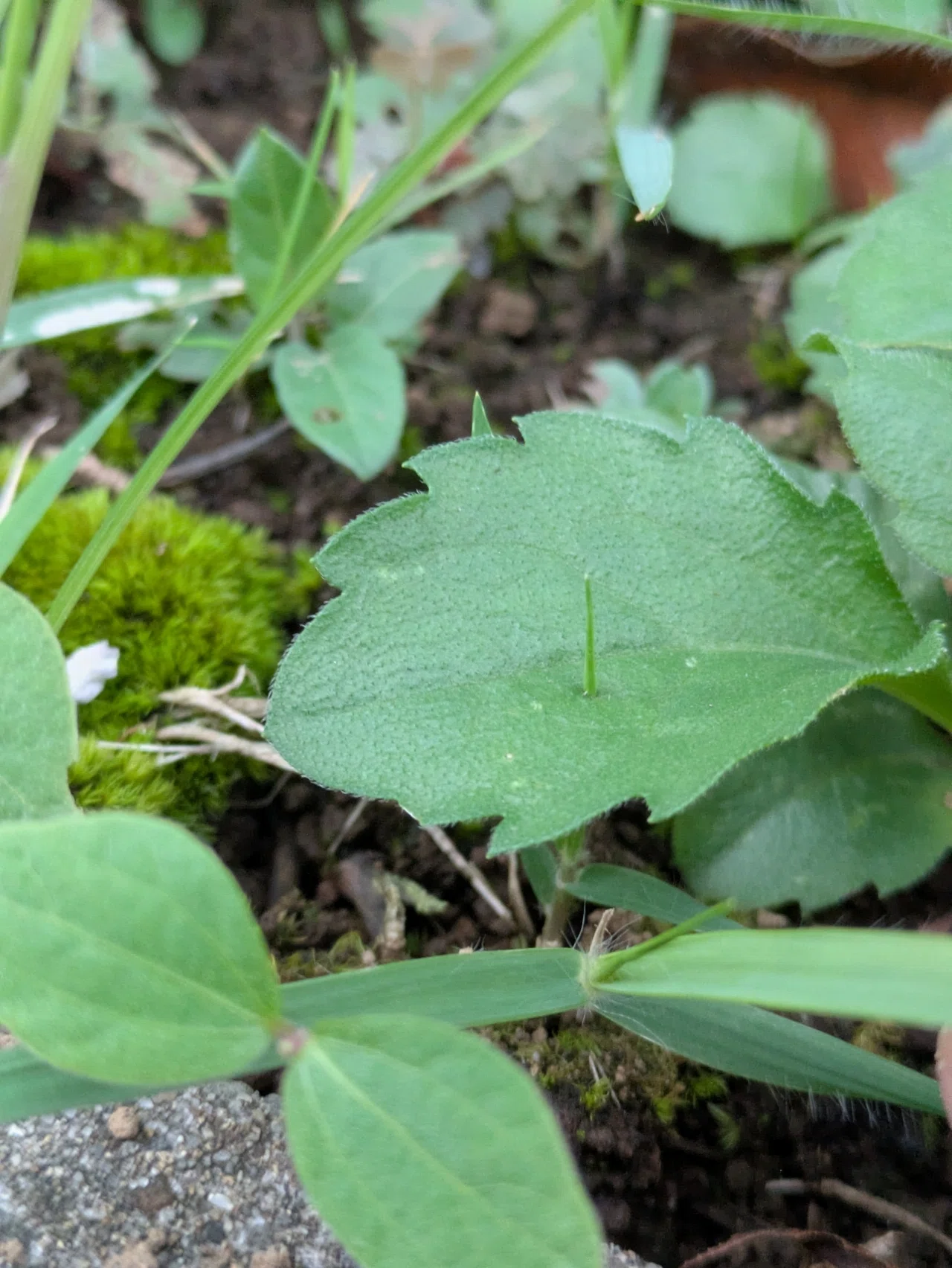 植物観察｜葉っぱが、葉っぱに刺さってた。｜やどり