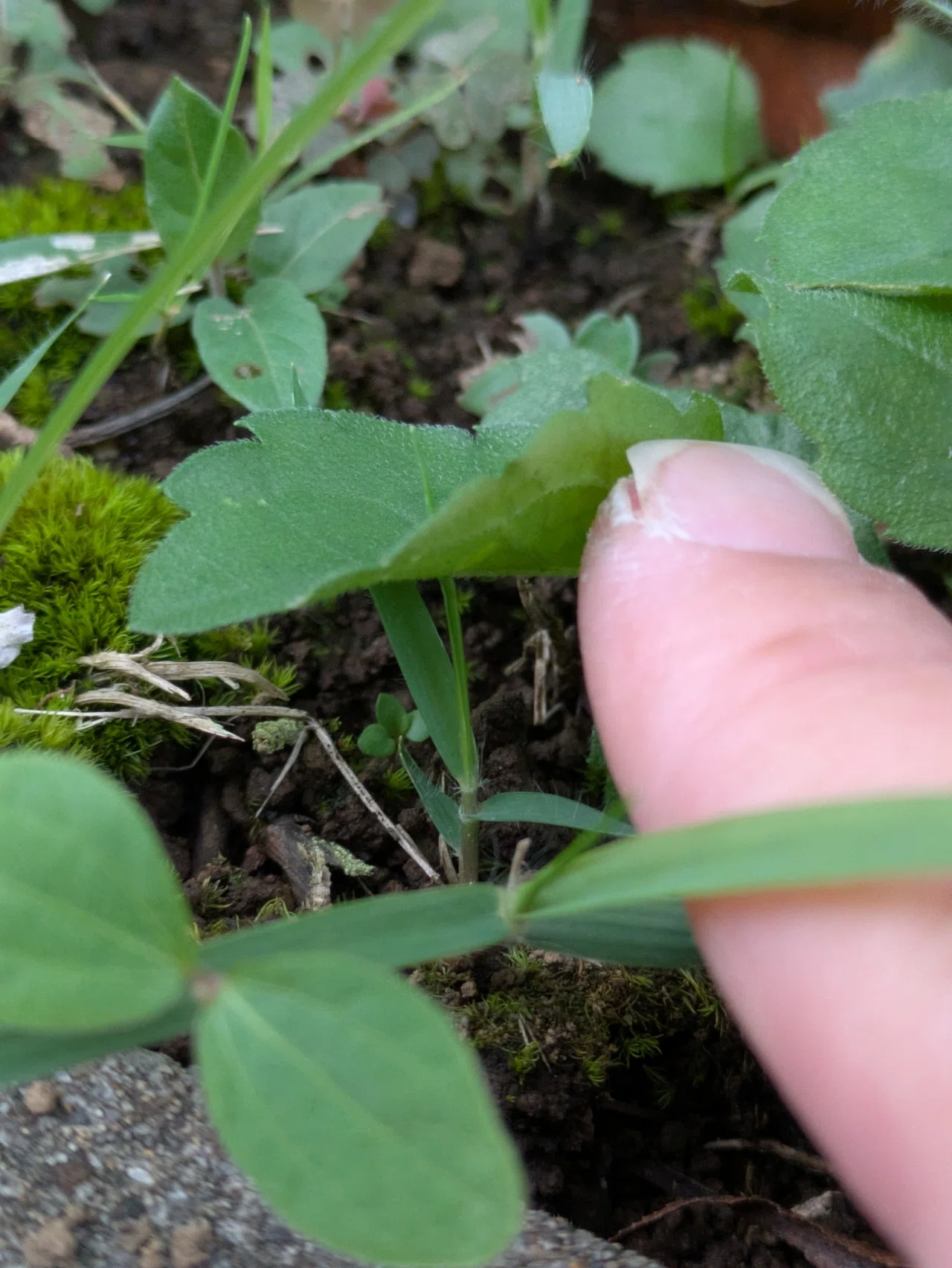 植物観察｜葉っぱが、葉っぱに刺さってた。｜やどり